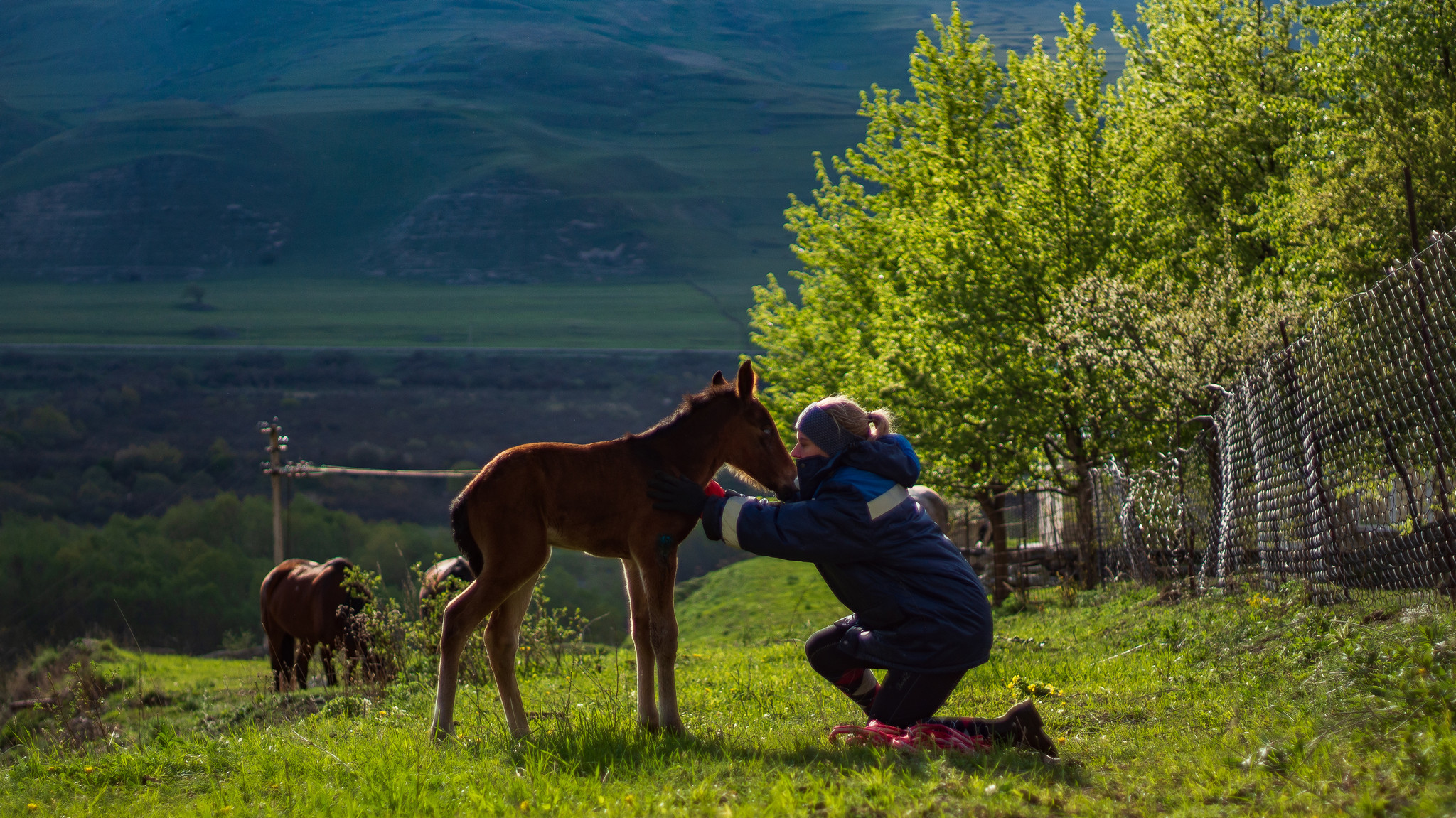 How we rescued a foal in the mountains. - My, Longpost, Animal Rescue, Foal, The mountains, Stable, North Ossetia Alania