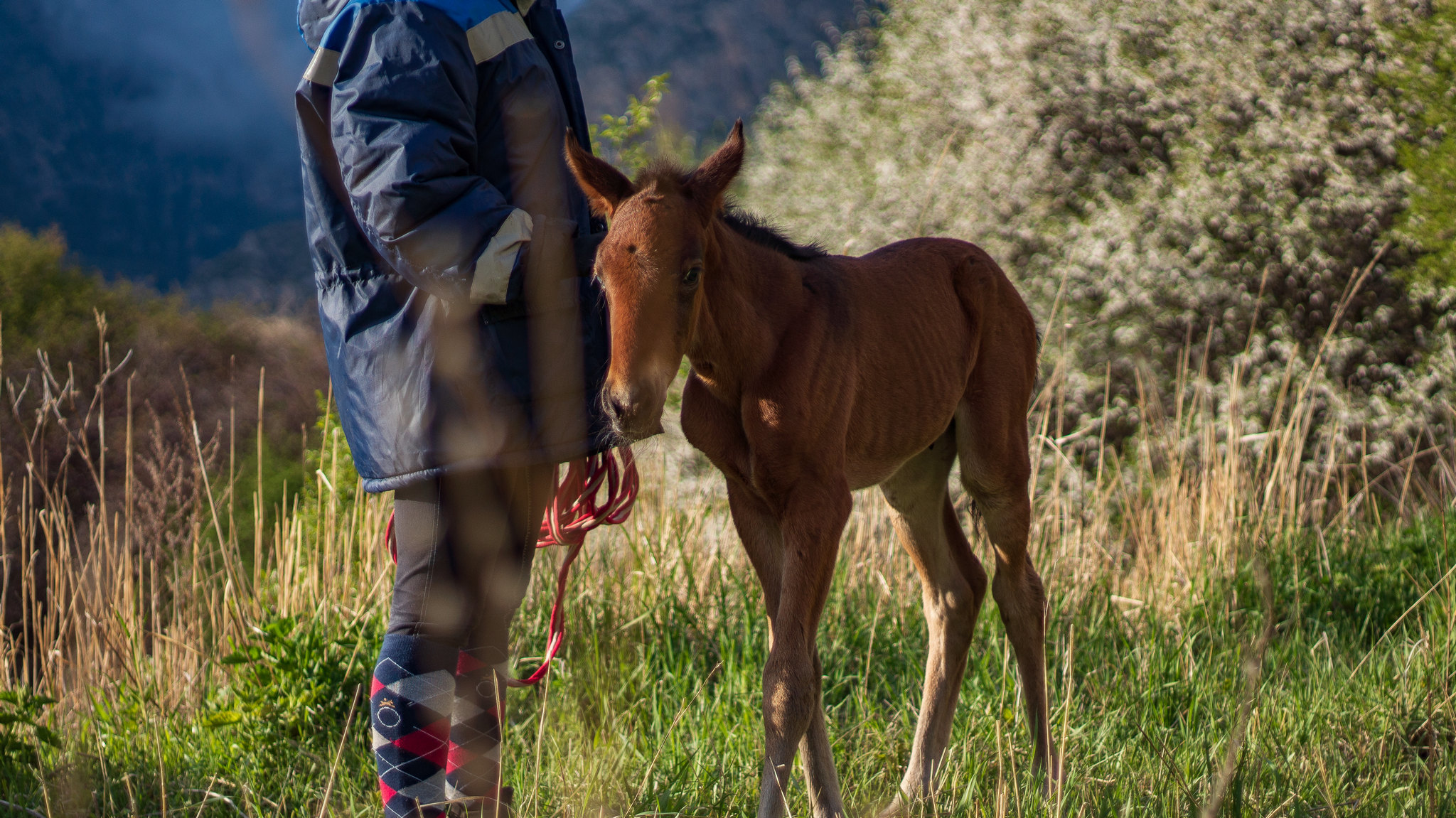 How we rescued a foal in the mountains. - My, Longpost, Animal Rescue, Foal, The mountains, Stable, North Ossetia Alania