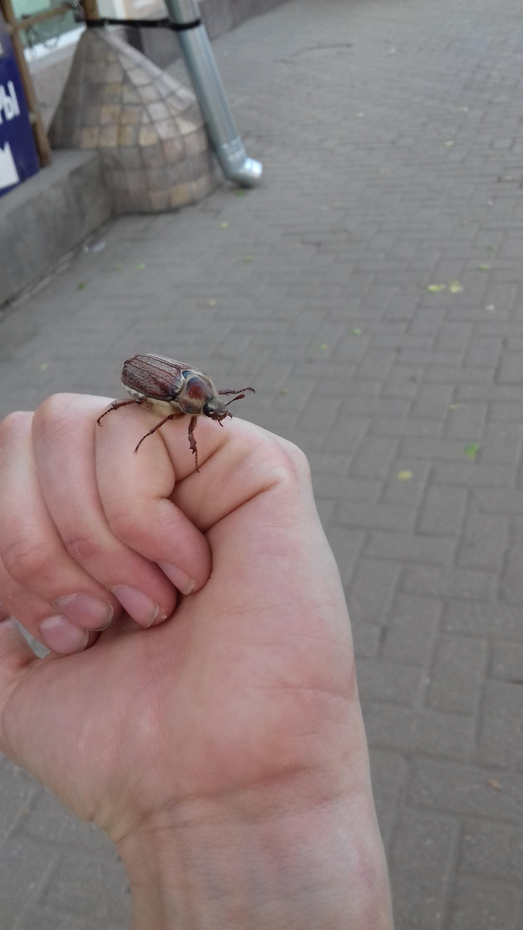 May beetles - My, Chafer, Жуки, Longpost, Insects