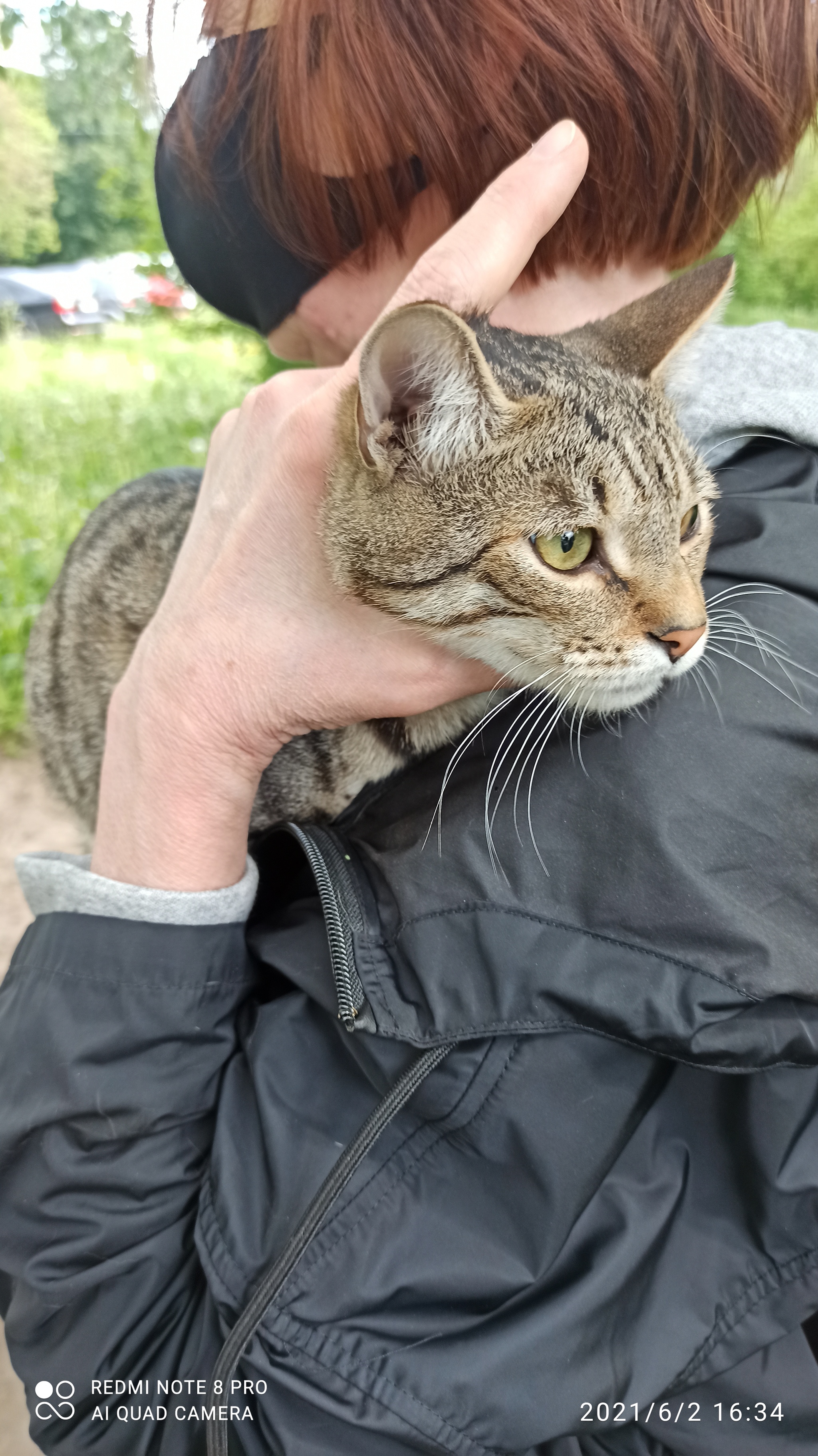 [Msc]cat found, South Tushino - cat, Lost cat, Moscow, Longpost, Found a cat, No rating, Lost