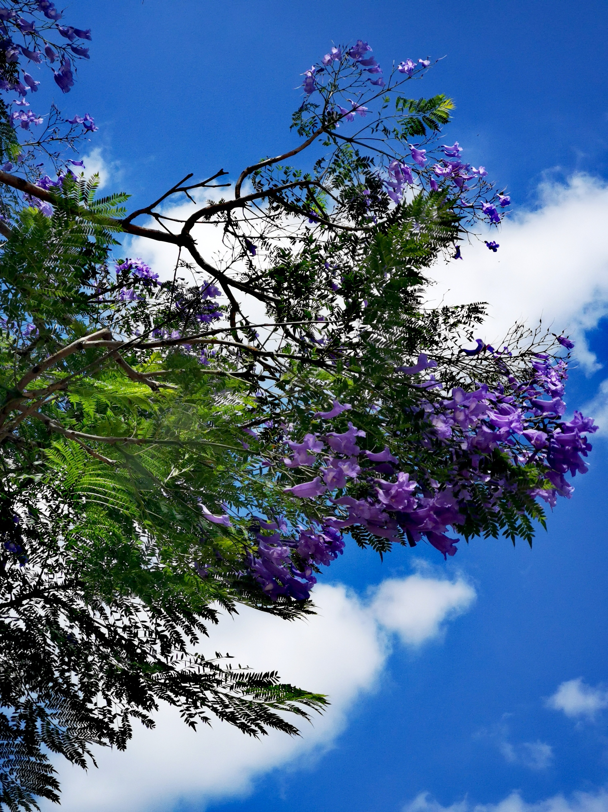 Jacaranda tree flowers - My, Flowers, Landscape, JACARANDA, The photo, Lilac flowers, Longpost