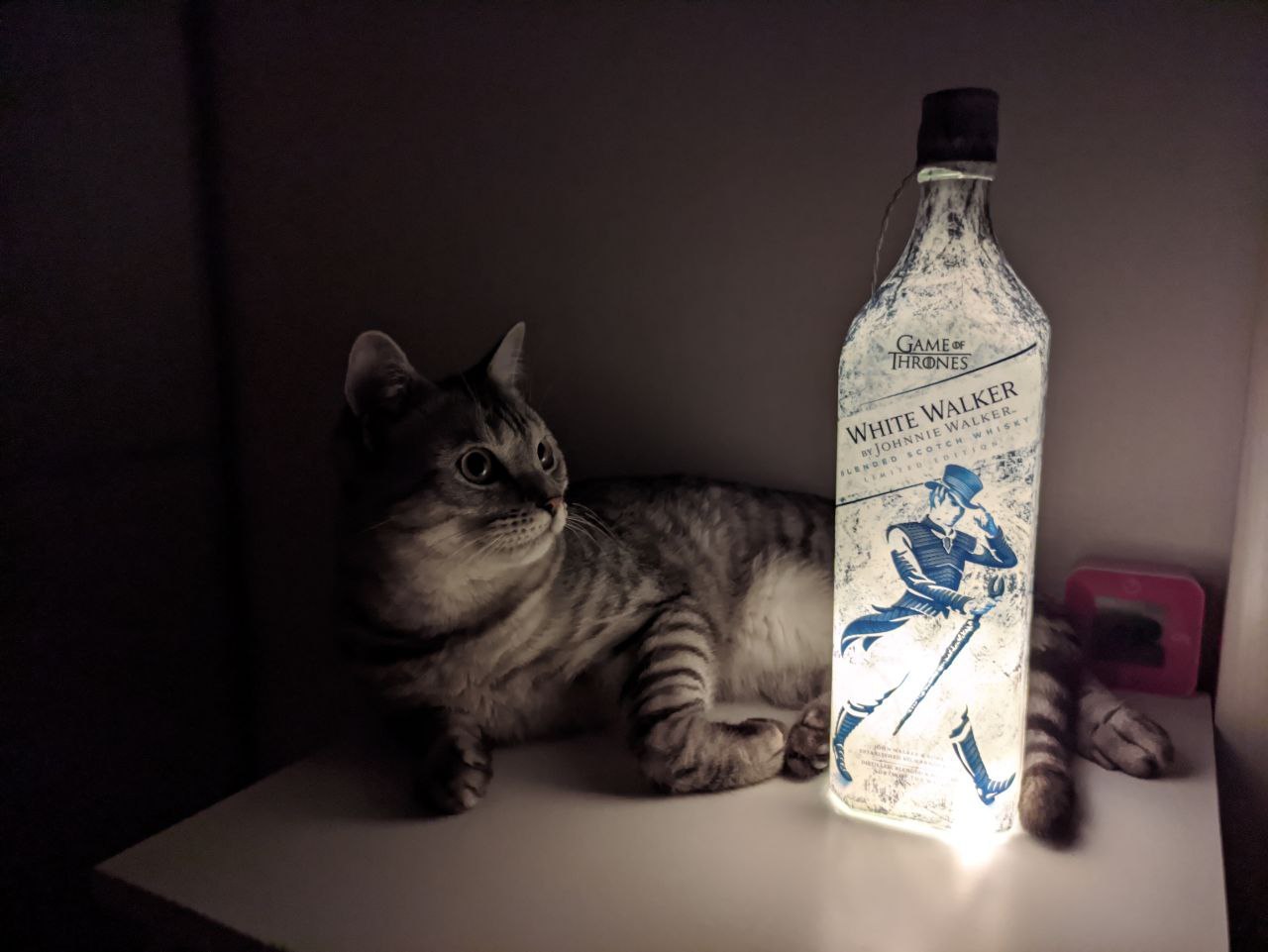 My cat lamp - My, cat, Лампа, Pets