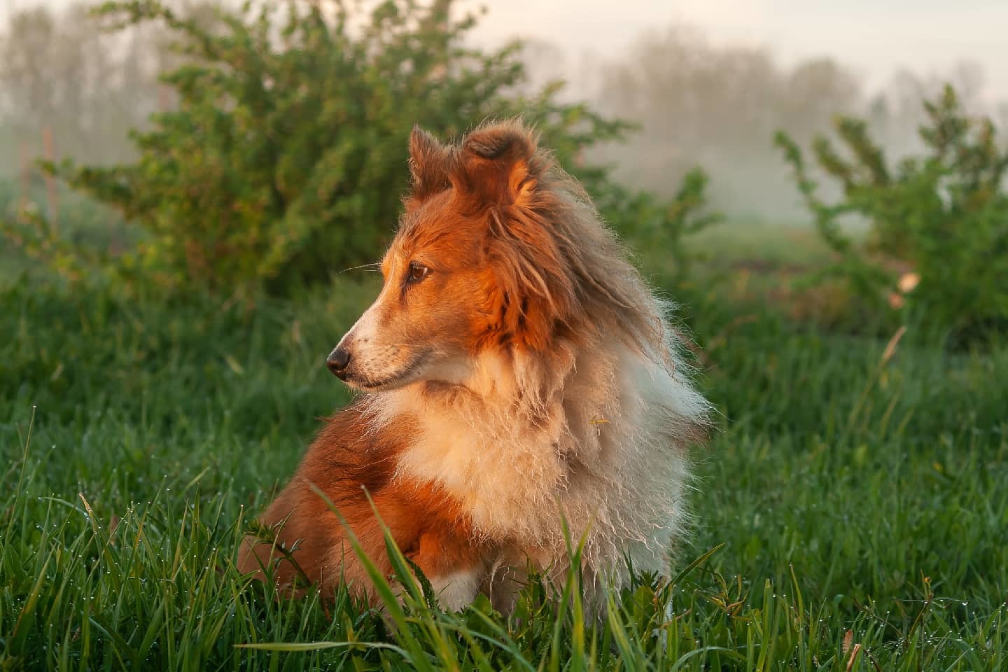 Little red-haired old lady - My, Dog, Sheltie