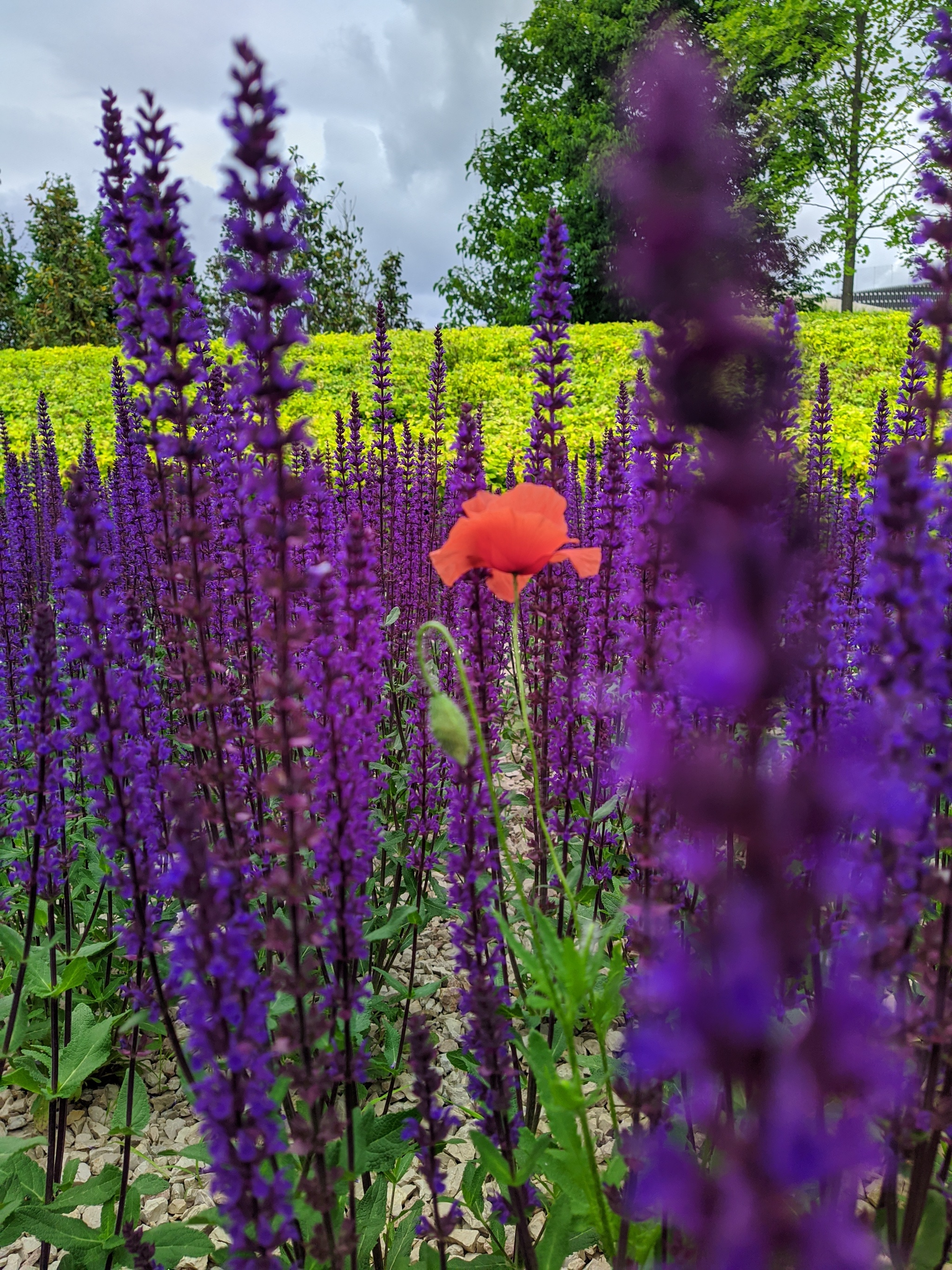 Cloudy June Park Krasnodar - My, Krasnodar Park, Краснодарский Край, Galitsky Park, Krasnodar, Longpost