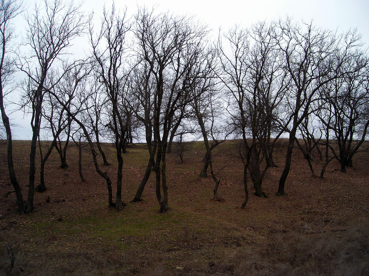 Купил фотоаппарат за 40 гривен. Nikon L2 - Моё, Nikon, Фотография, Цифровой фотоаппарат, Мыльница, Фотоаппарат, Длиннопост, Nikon L2, Бюджетная фотография, Яндекс Дзен, Бюджетно