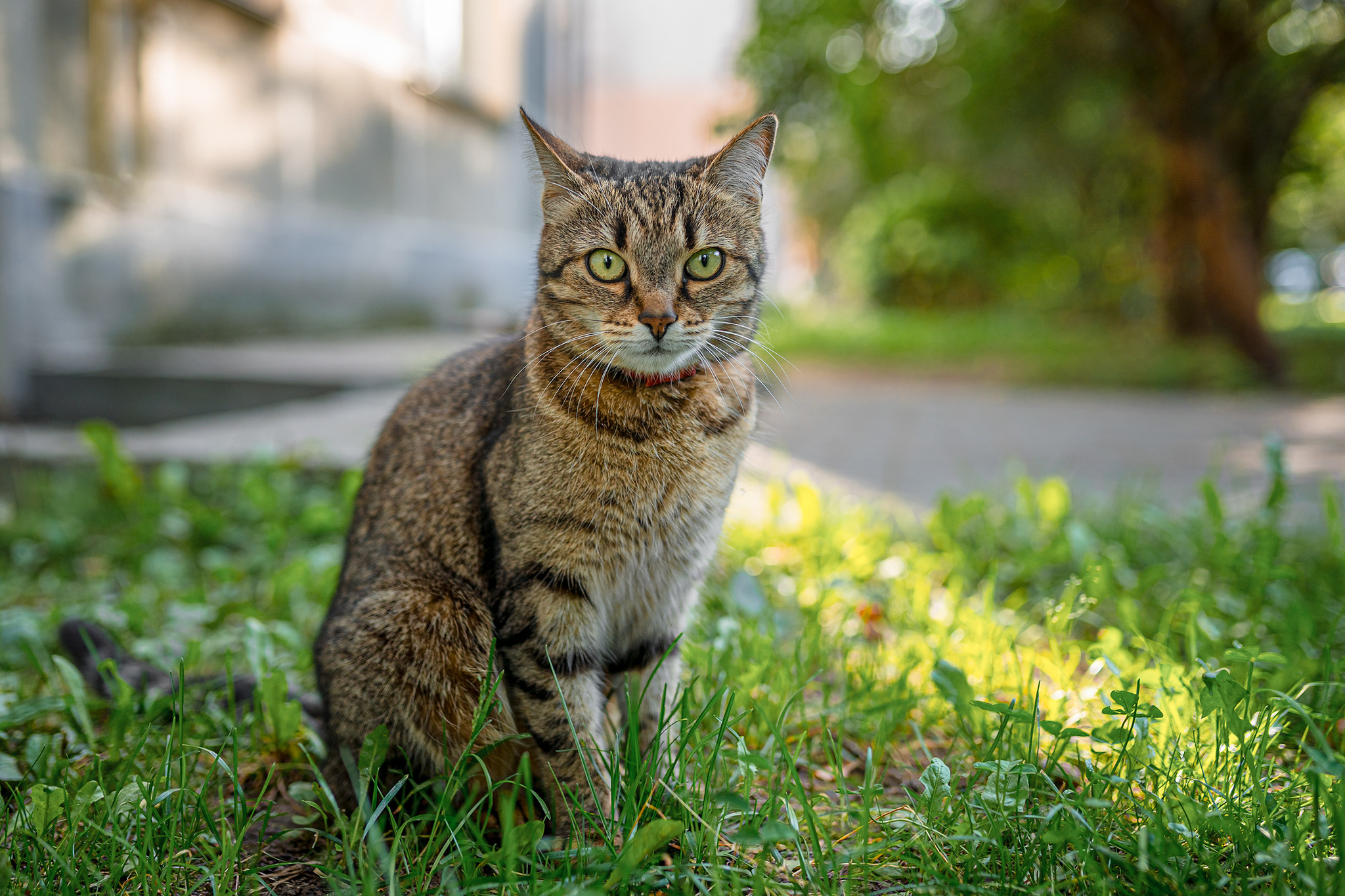 Уличные котики, часть 2 - Моё, Кот, Улица, Лето, Город, Фотография, Sony a7iii, Глаза, Длиннопост