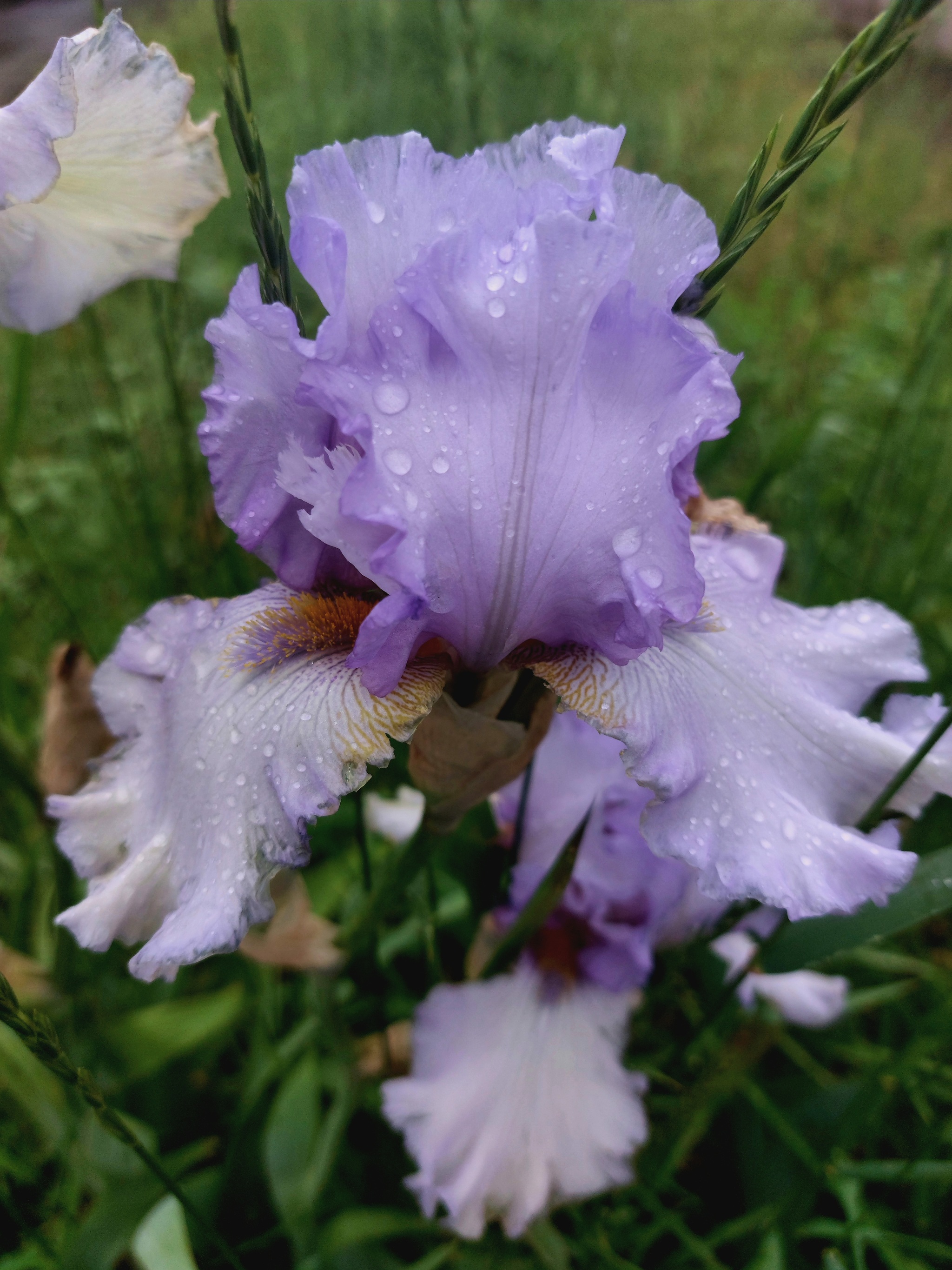 Irises in the rain - My, Flowers, Irises, Mobile photography, Longpost