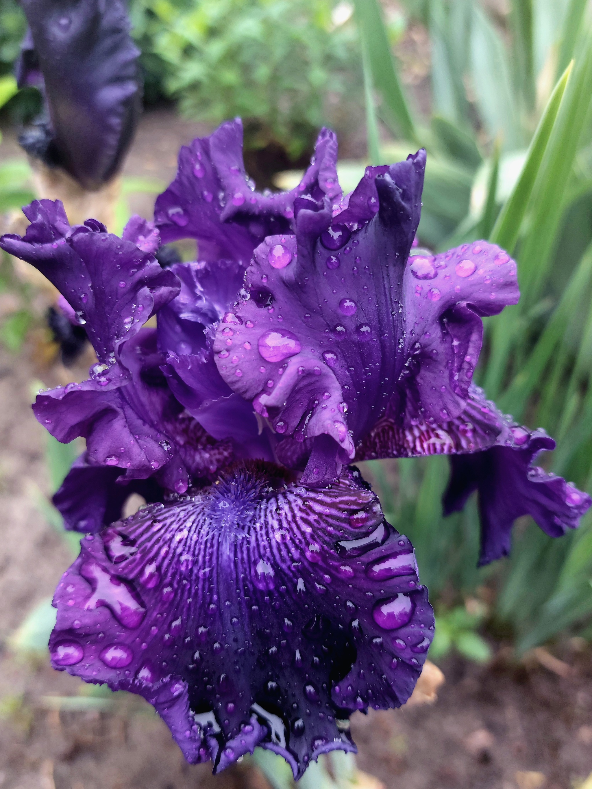 Irises in the rain - My, Flowers, Irises, Mobile photography, Longpost