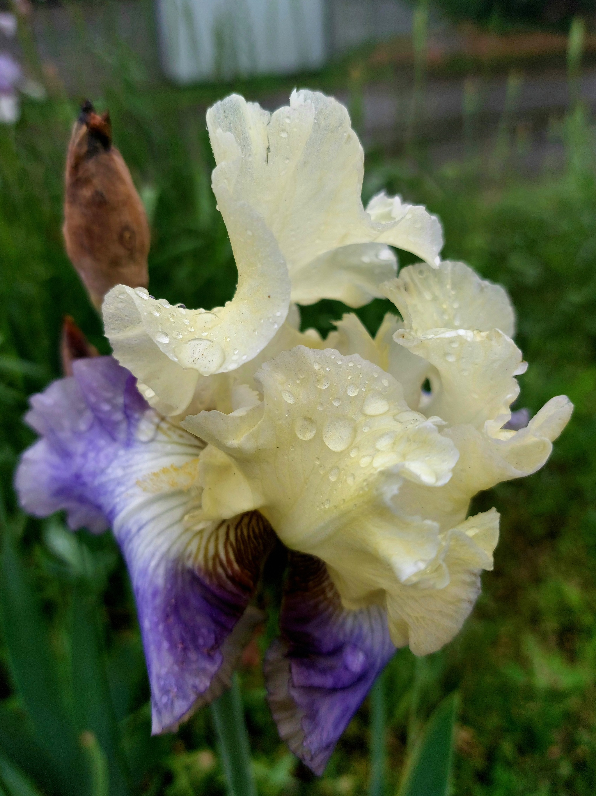 Irises in the rain - My, Flowers, Irises, Mobile photography, Longpost