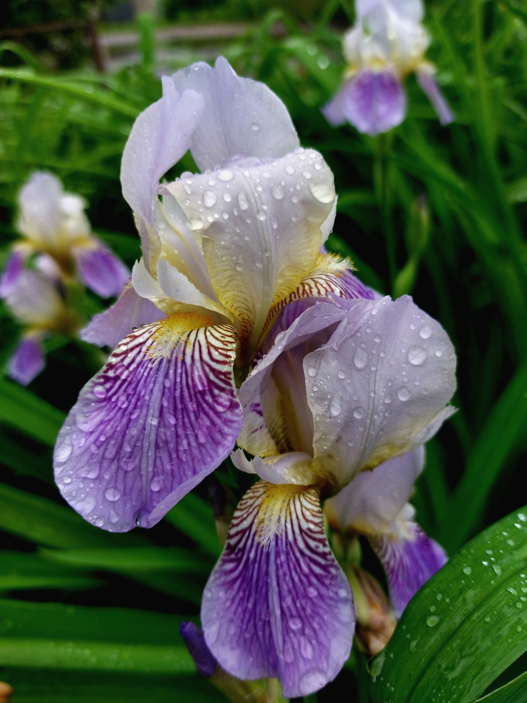 Irises in the rain - My, Flowers, Irises, Mobile photography, Longpost