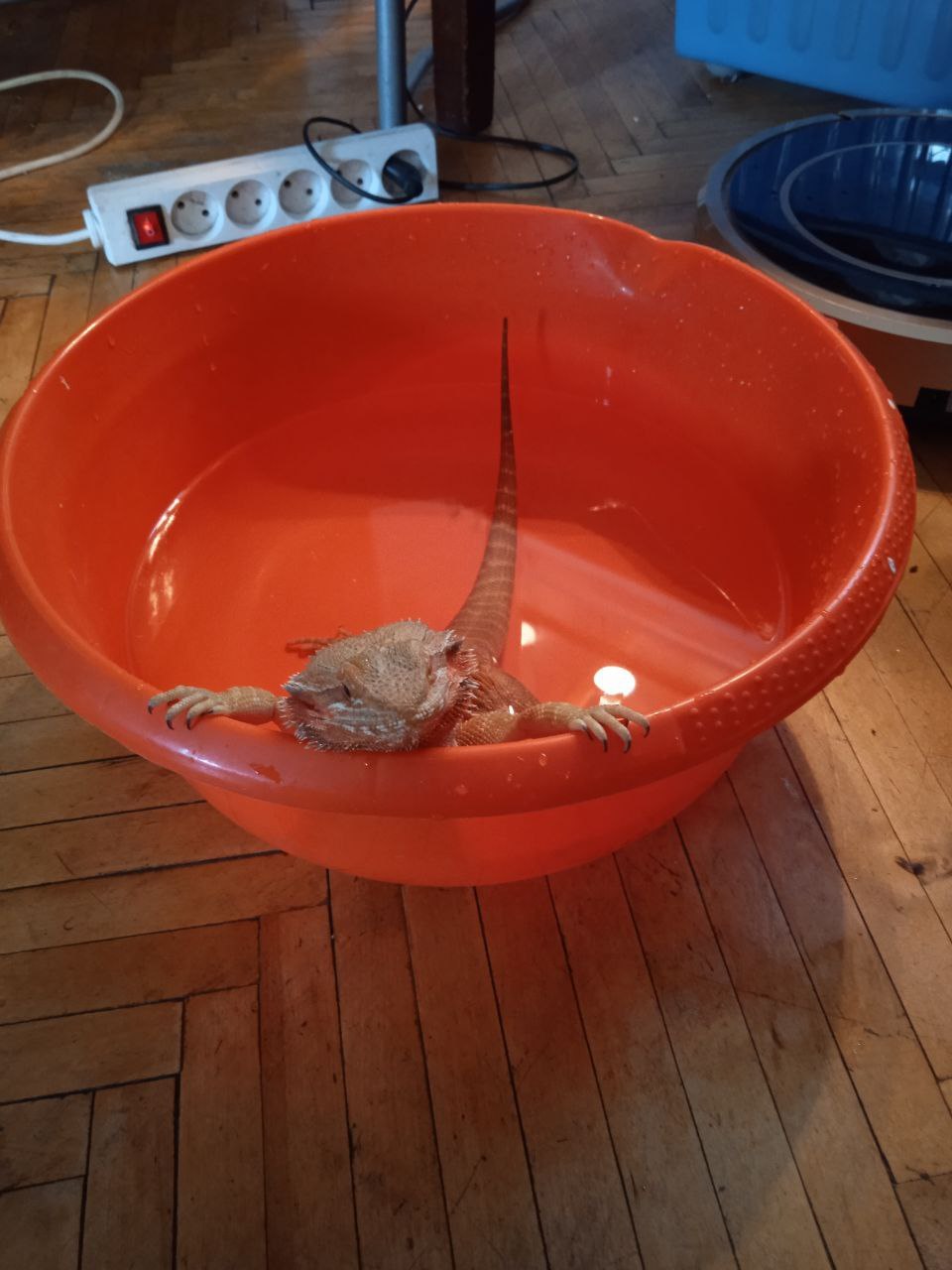 From the life of Cassie 8 So, when will the hot water be turned on already ?! - My, Bearded dragon, Lizard, Reptiles at home, Agama, Lizard, Hot water