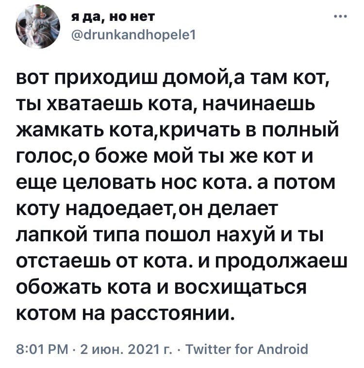 Обожание - Юмор, Скриншот, Twitter, Мат, Милота, Кот