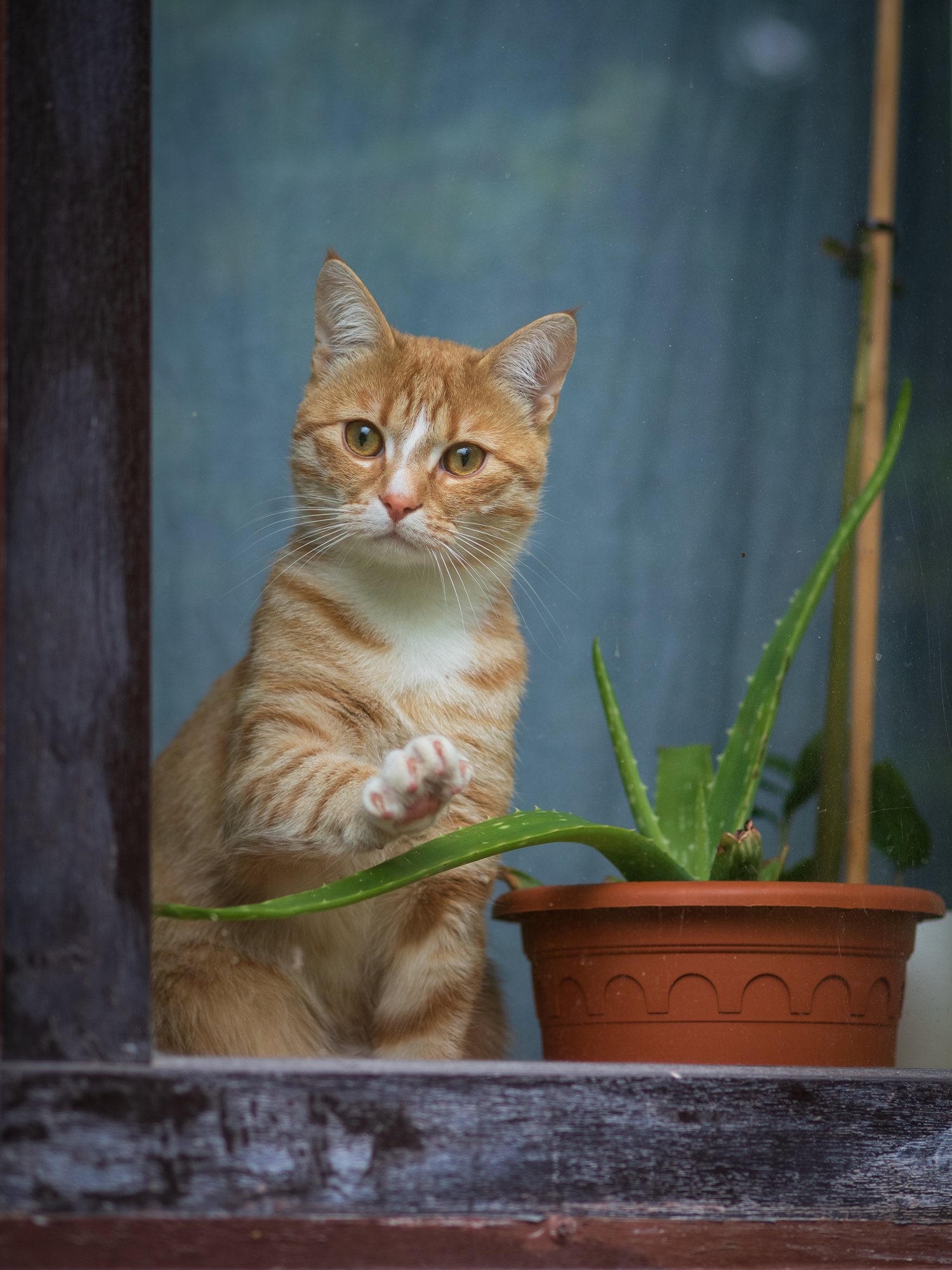 Let me take a walk - My, cat, Redheads, The photo, Olympus, Longpost