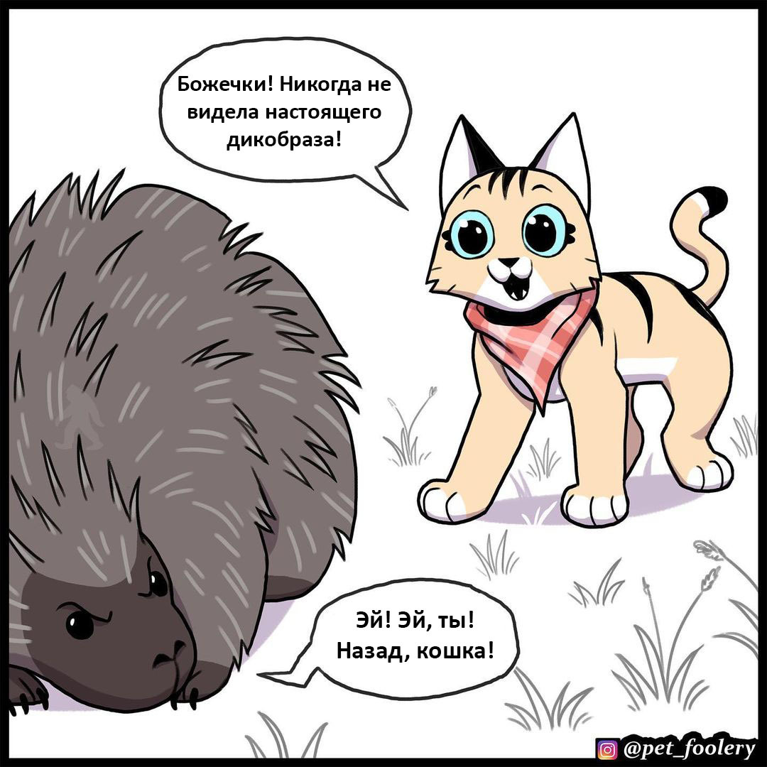 Дикобраз | Пикабу