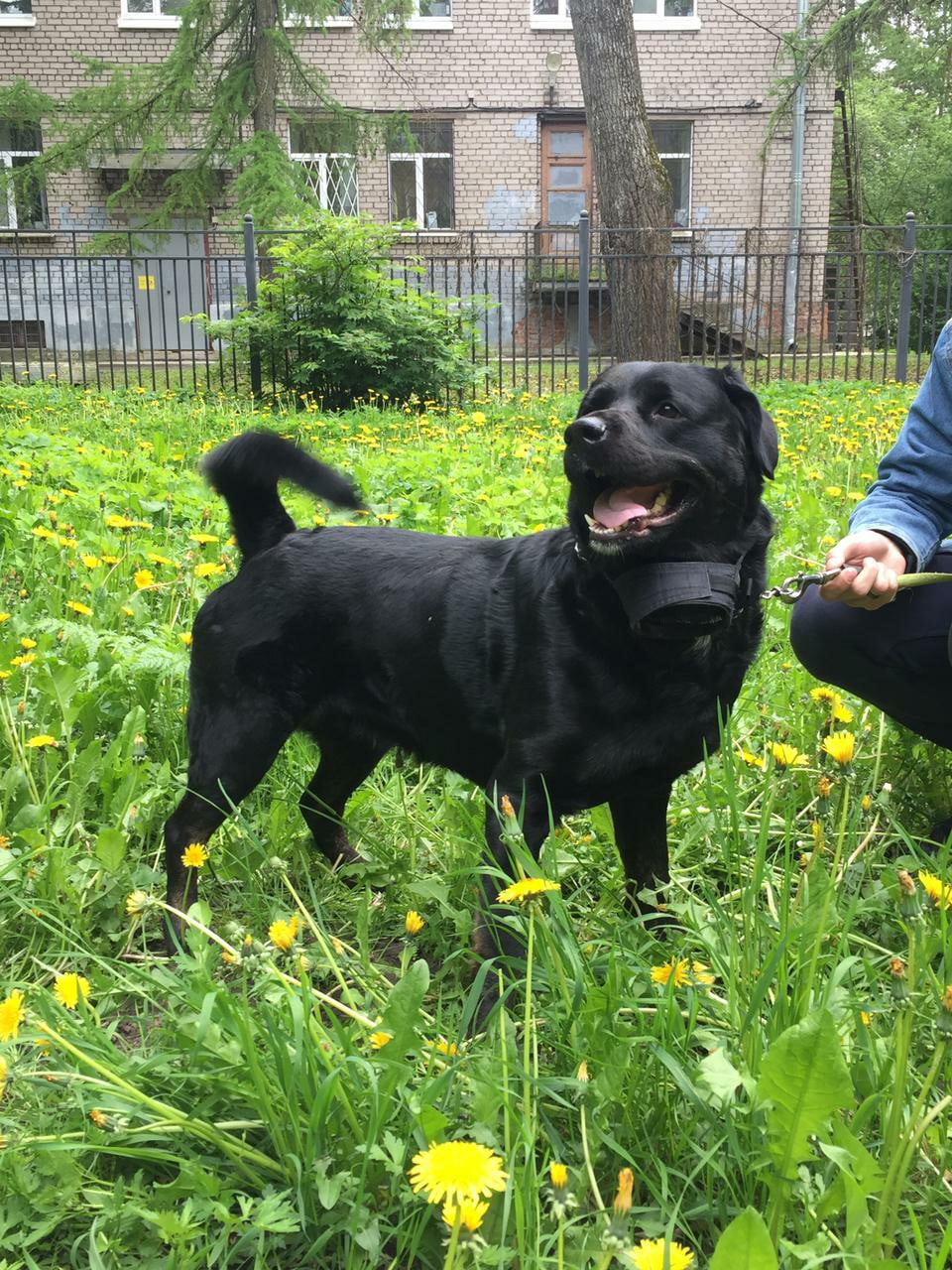 The rescued dog is looking for a home (the owner leaves for the army in a month). - My, Dog, In good hands, Saint Petersburg, Leningrad region, No rating, Longpost