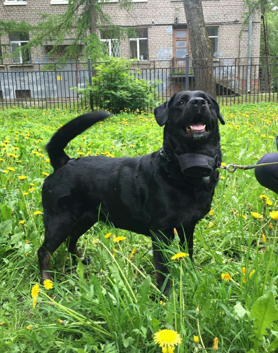 The rescued dog is looking for a home (the owner leaves for the army in a month). - My, Dog, In good hands, Saint Petersburg, Leningrad region, No rating, Longpost