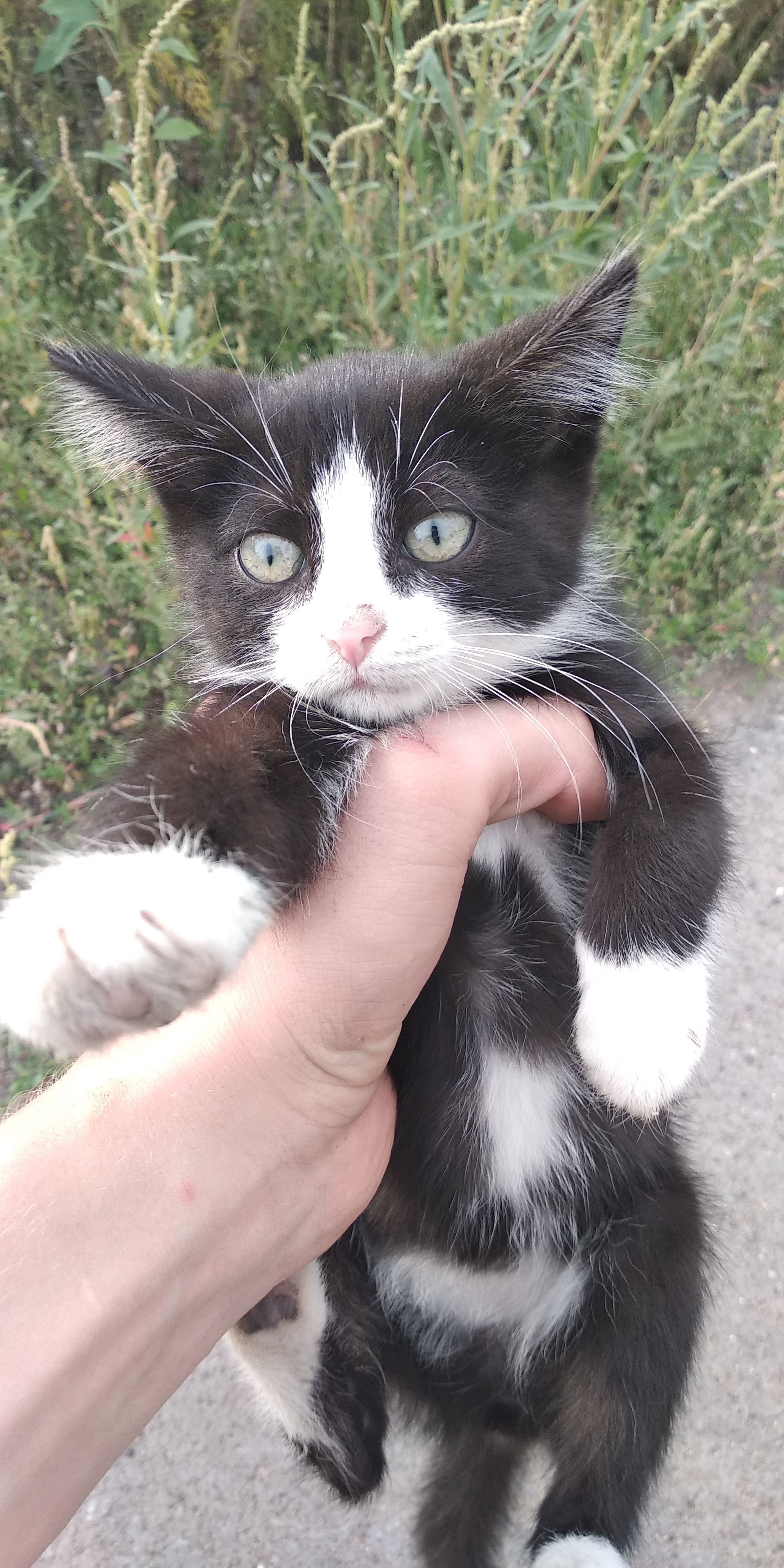 Milash - My, cat, The photo, Milota, Meeting, Pets