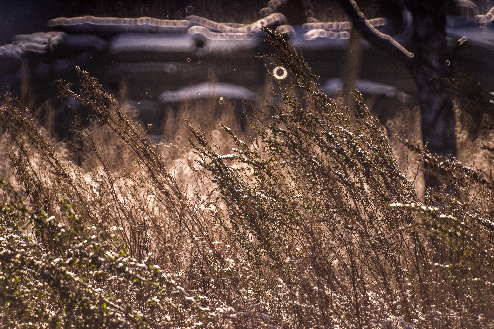 Very long-focus photos - My, The photo, Lens, Soviet optics, Groove, Tram, Dog, cat, Longpost, Tomsk