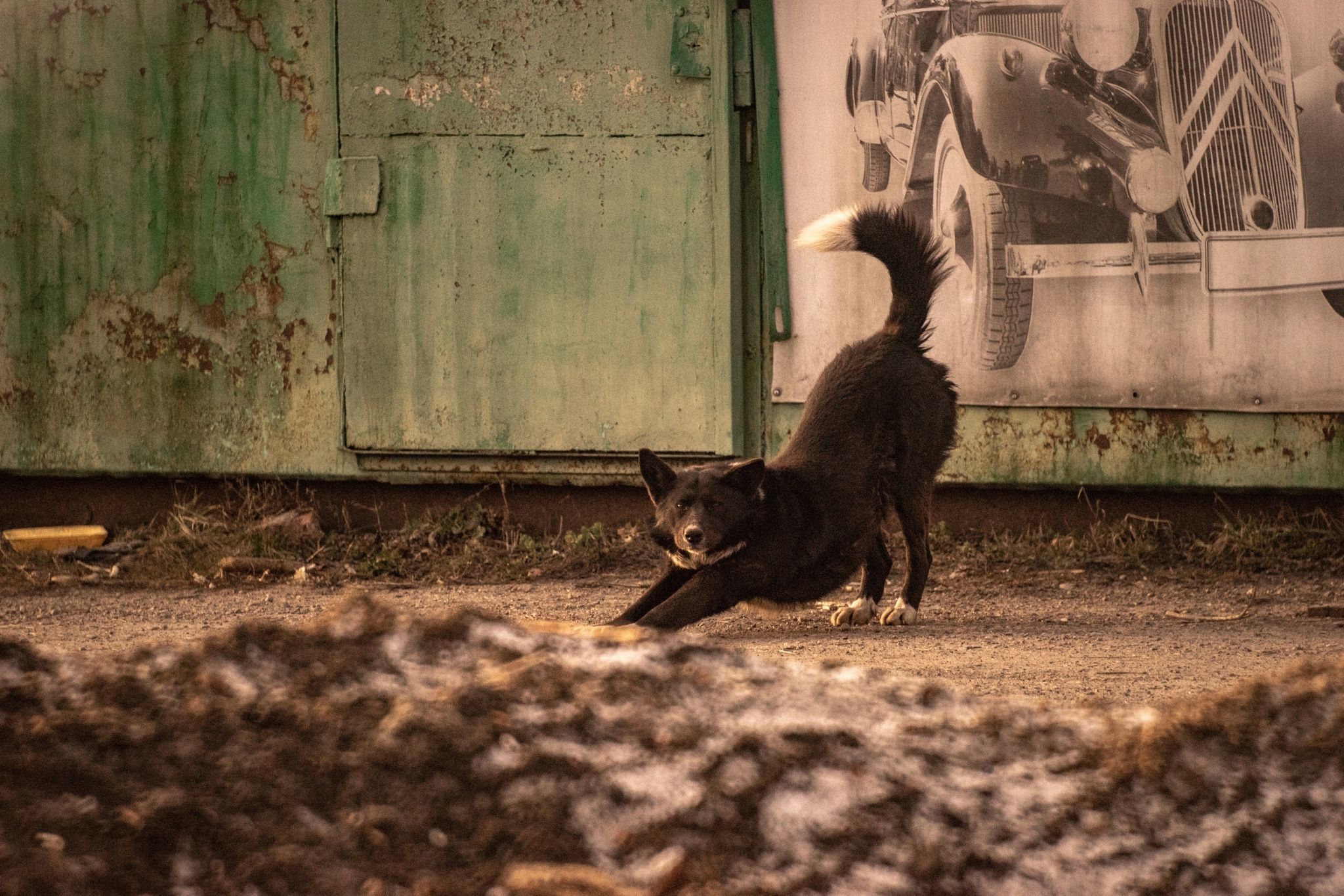 Very long-focus photos - My, The photo, Lens, Soviet optics, Groove, Tram, Dog, cat, Longpost, Tomsk