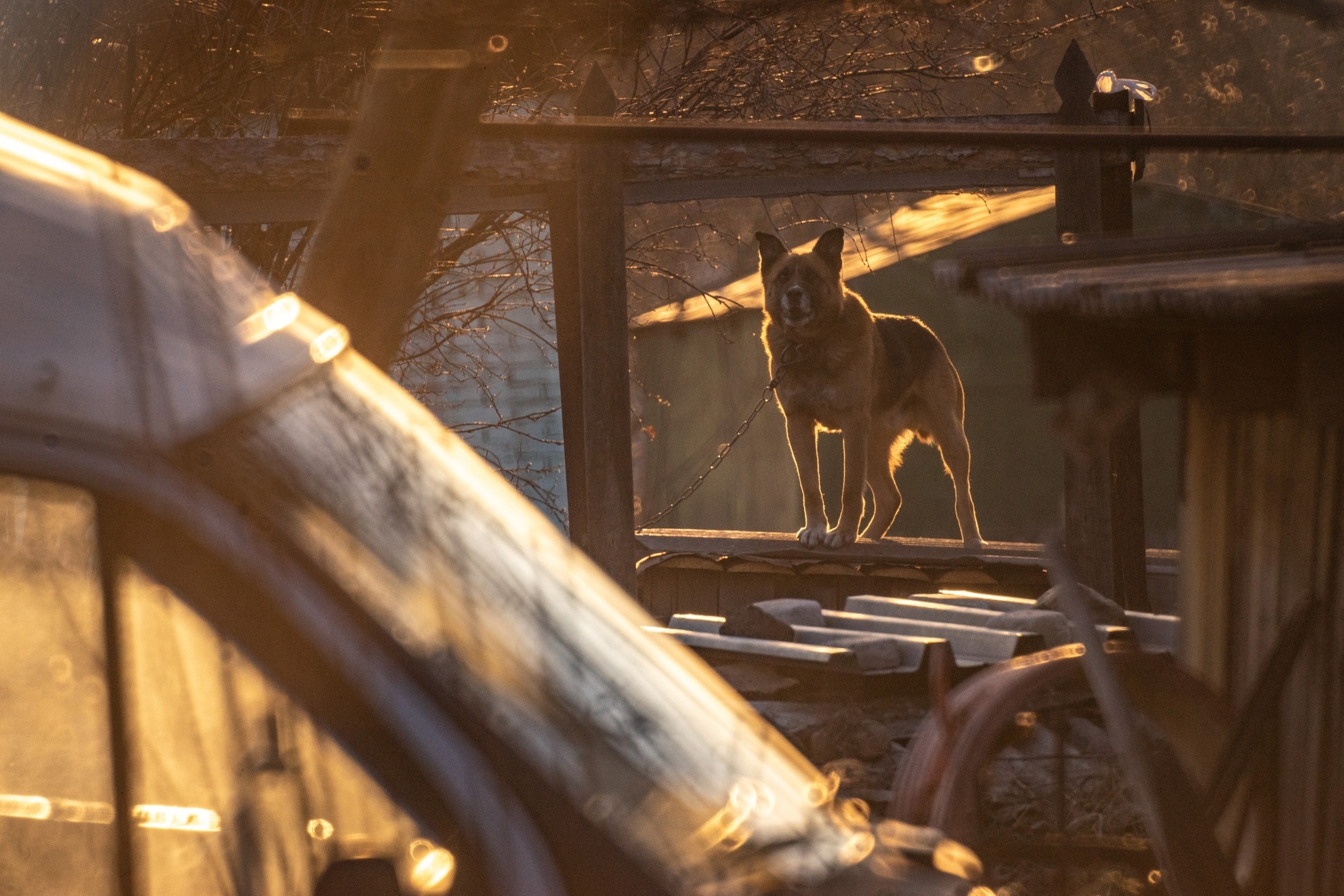 Very long-focus photos - My, The photo, Lens, Soviet optics, Groove, Tram, Dog, cat, Longpost, Tomsk