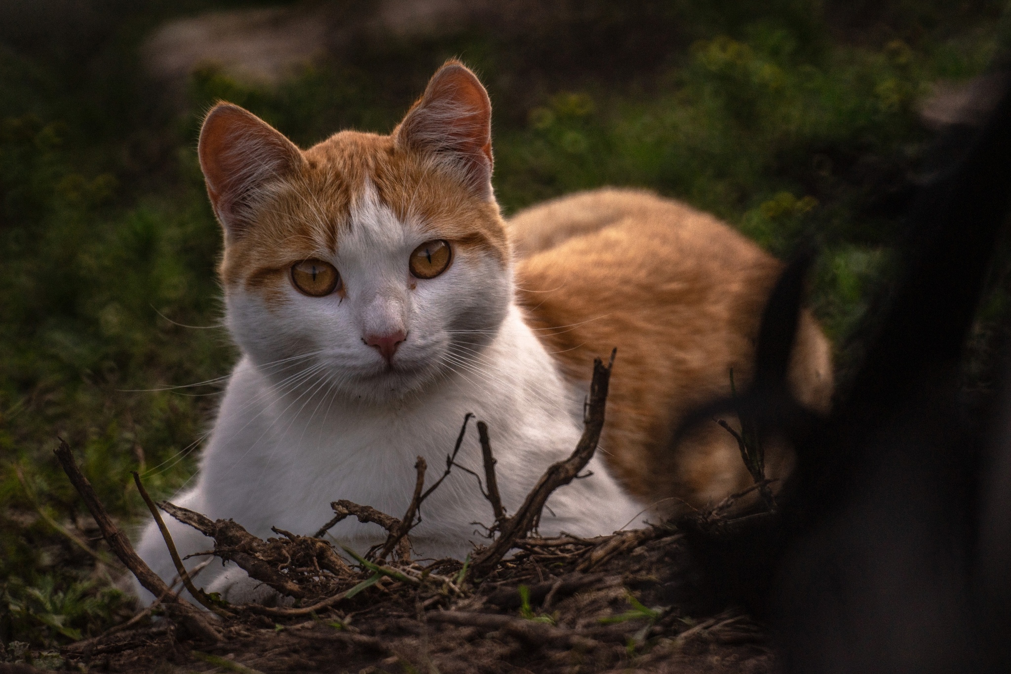 Very long-focus photos - My, The photo, Lens, Soviet optics, Groove, Tram, Dog, cat, Longpost, Tomsk