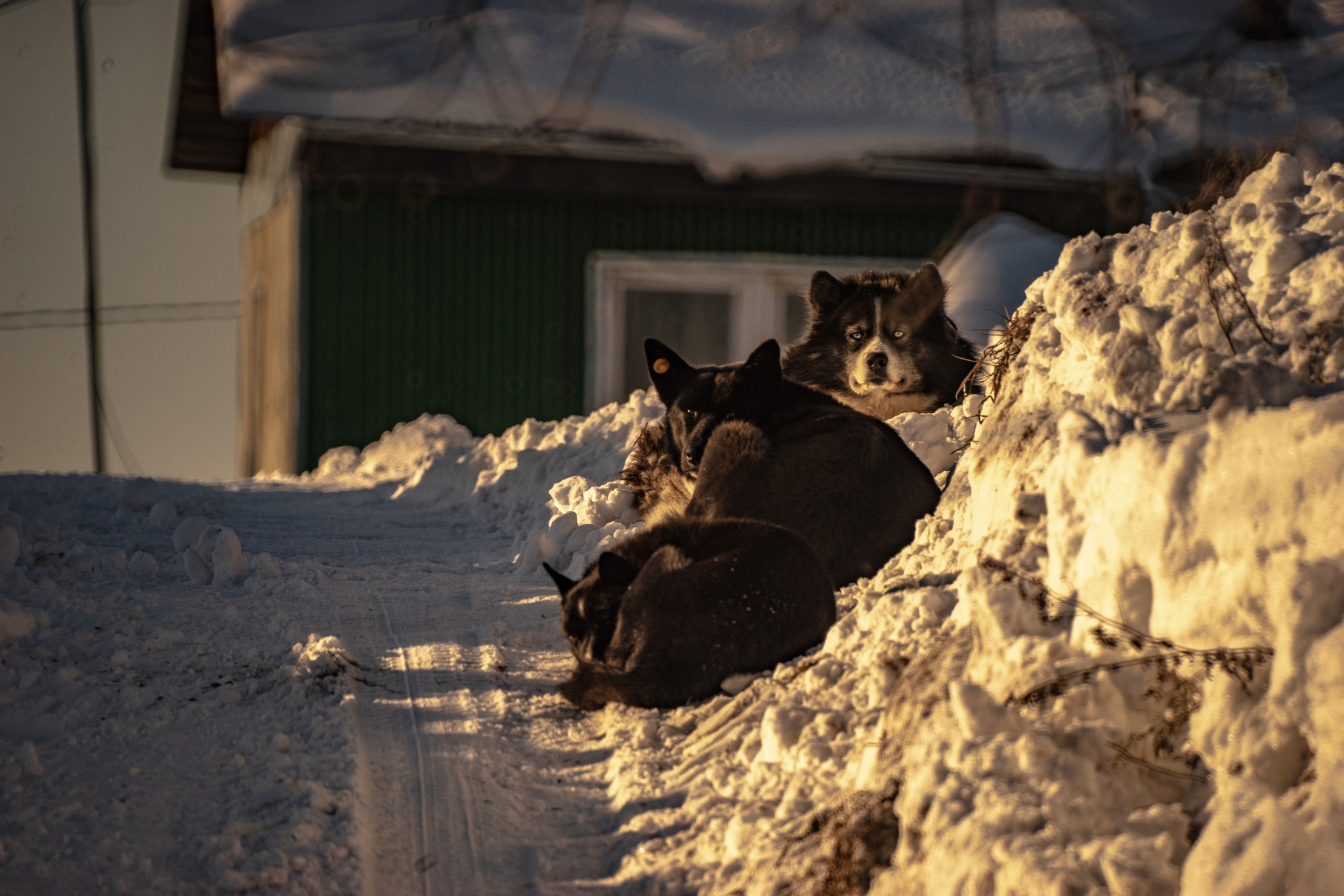 Very long-focus photos - My, The photo, Lens, Soviet optics, Groove, Tram, Dog, cat, Longpost, Tomsk