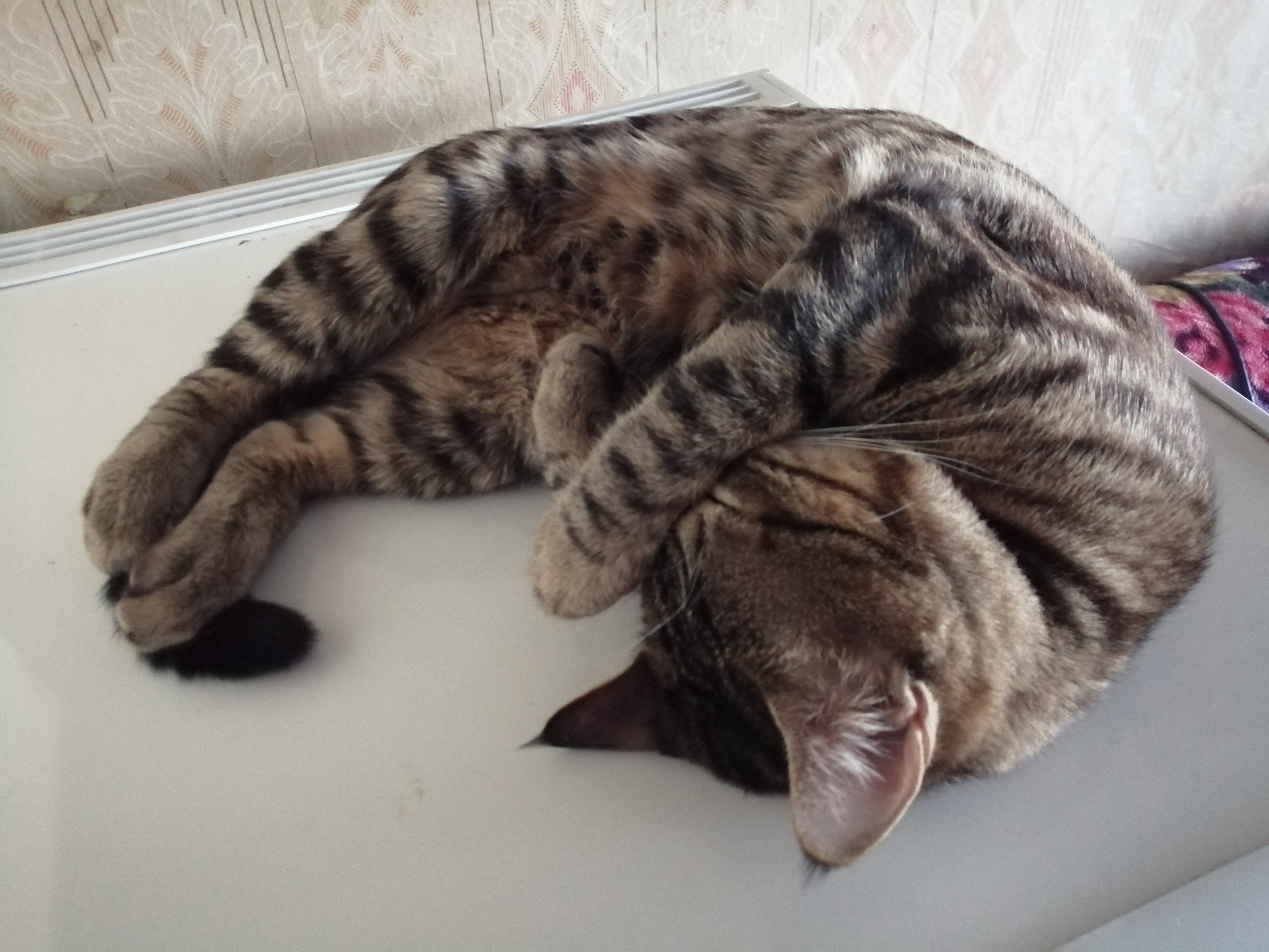Просто спящий кот) | Пикабу