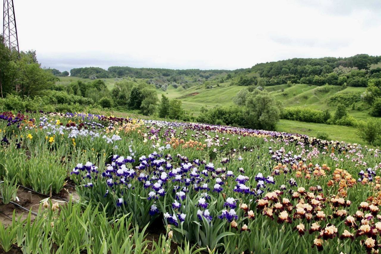 The largest field of irises in Ukraine is located in the Kharkiv region - Kharkov, Nature, Flowers, Plants, beauty, Longpost