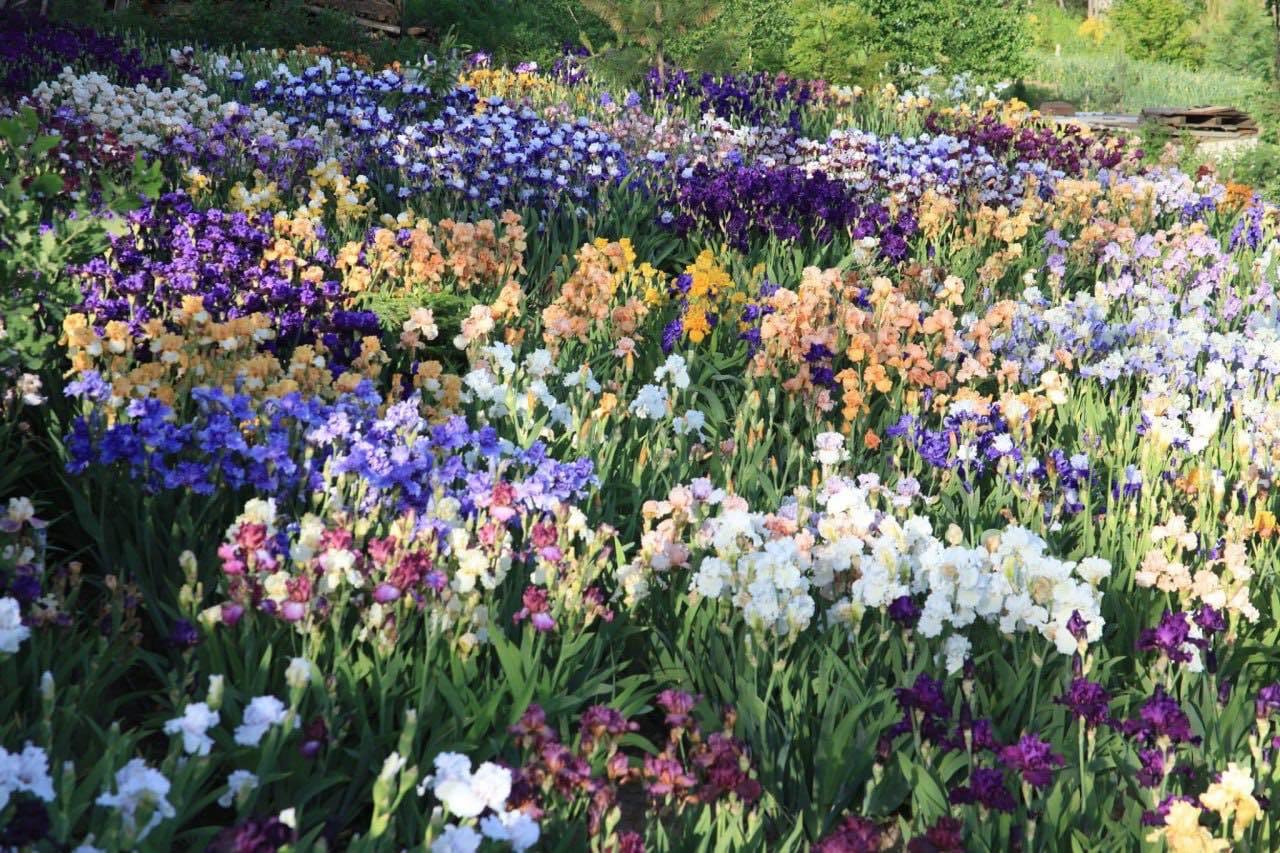 The largest field of irises in Ukraine is located in the Kharkiv region - Kharkov, Nature, Flowers, Plants, beauty, Longpost