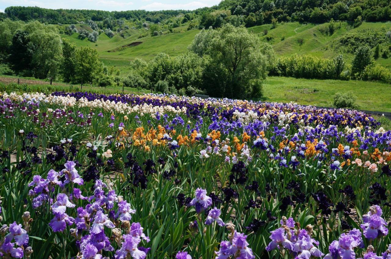 В Харьковской области находится самое большое поле ирисов в Украине | Пикабу