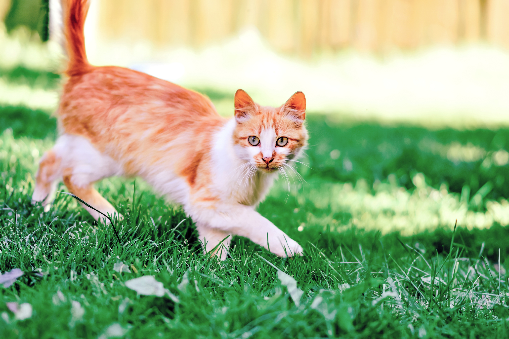 Crodet - My, cat, Nikon, The photo