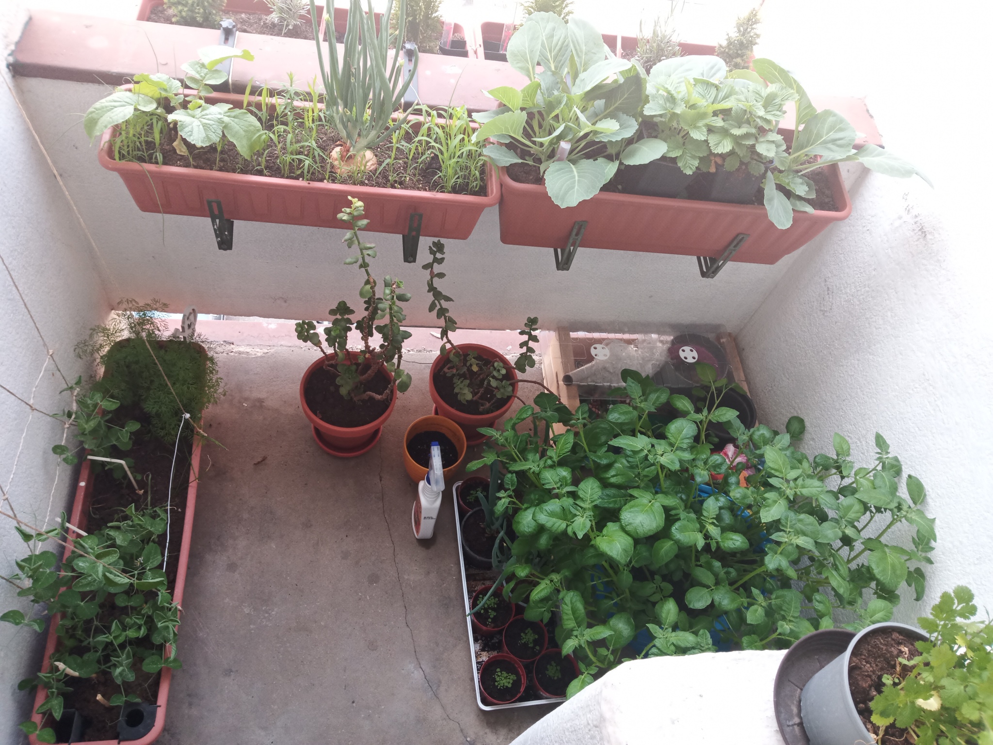 Regreen - My, Greenery, Balcony, Potato, Peas, Cabbage, Kapets