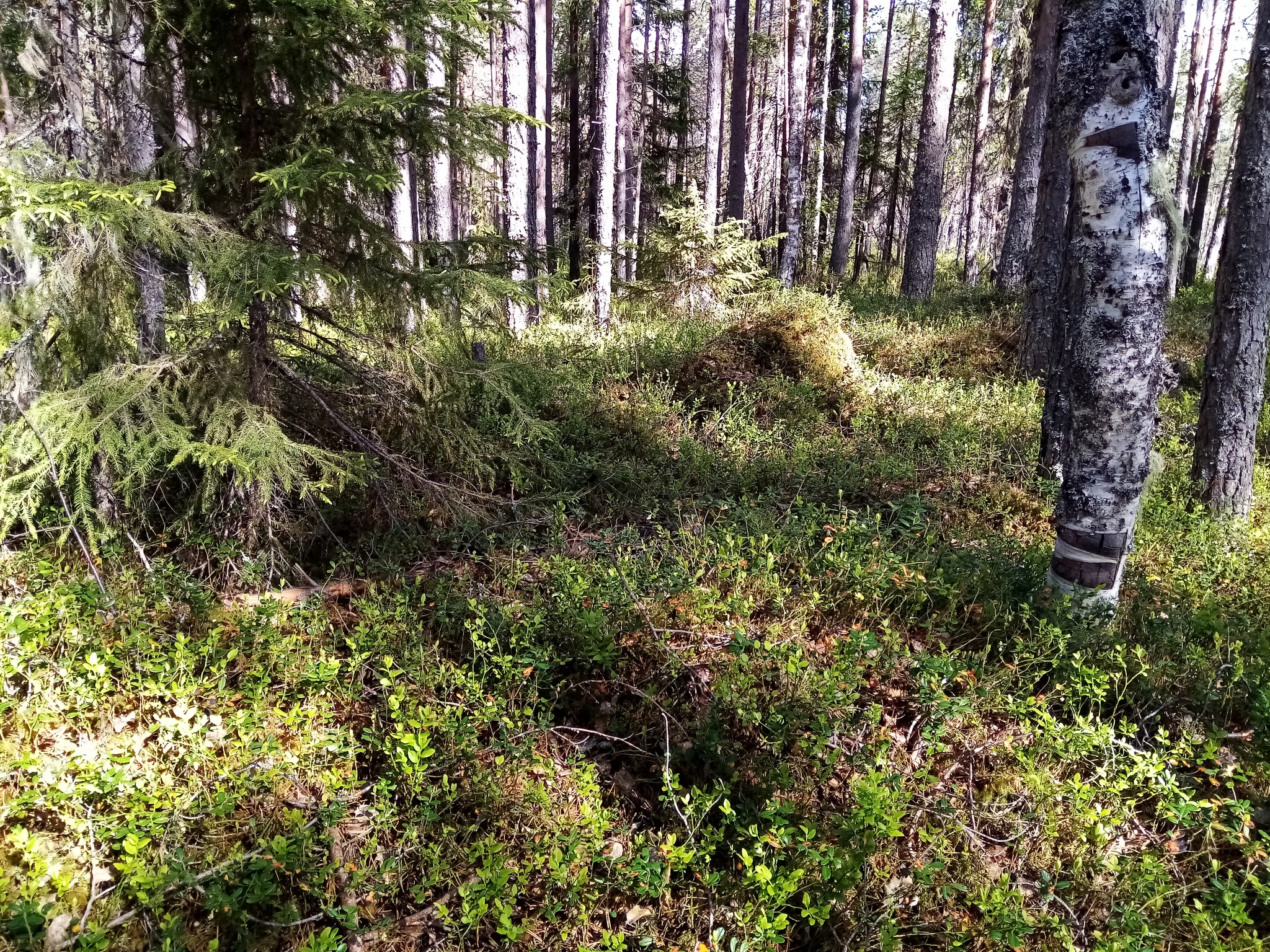 Forest and river - My, Forest, North, Longpost