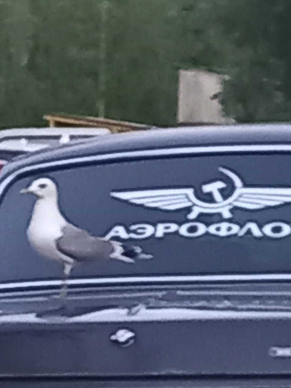 Aeroflot - My, Seagulls, Aeroflot, Humor, Longpost