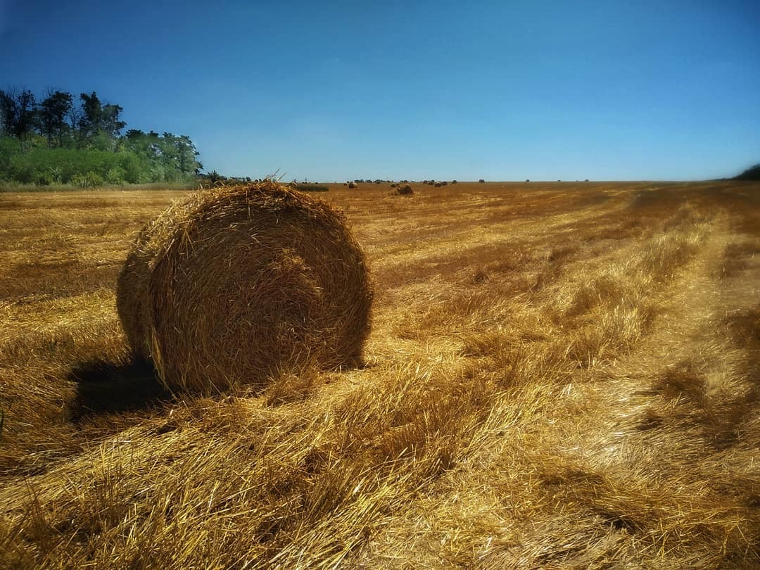 Blanks for the winter - My, The photo, Mobile photography, Hay