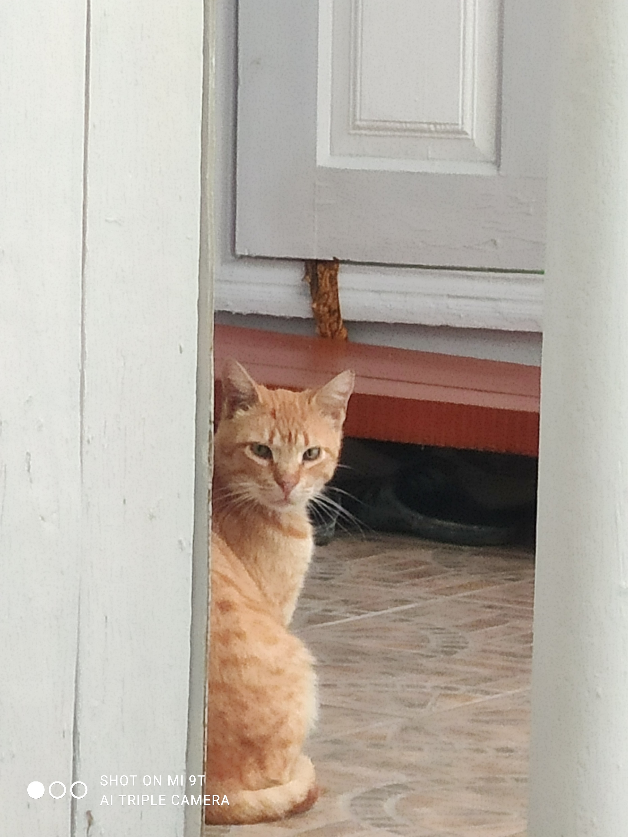 Stuck a fish. bitch - My, cat, Summer season, Beer, Longpost