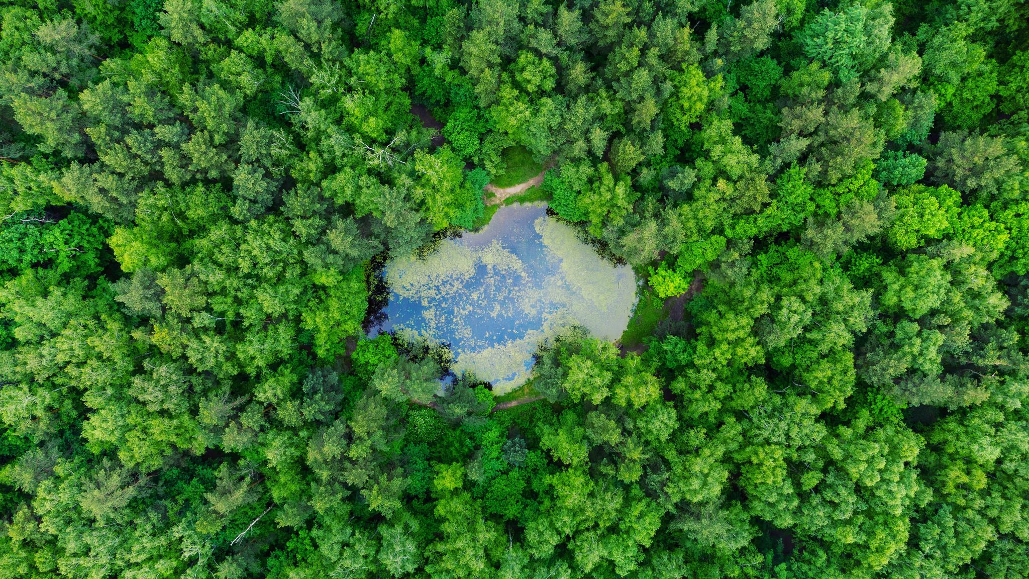 Old park pond - My, The photo, Quadcopter, Nature, Forest, Pond