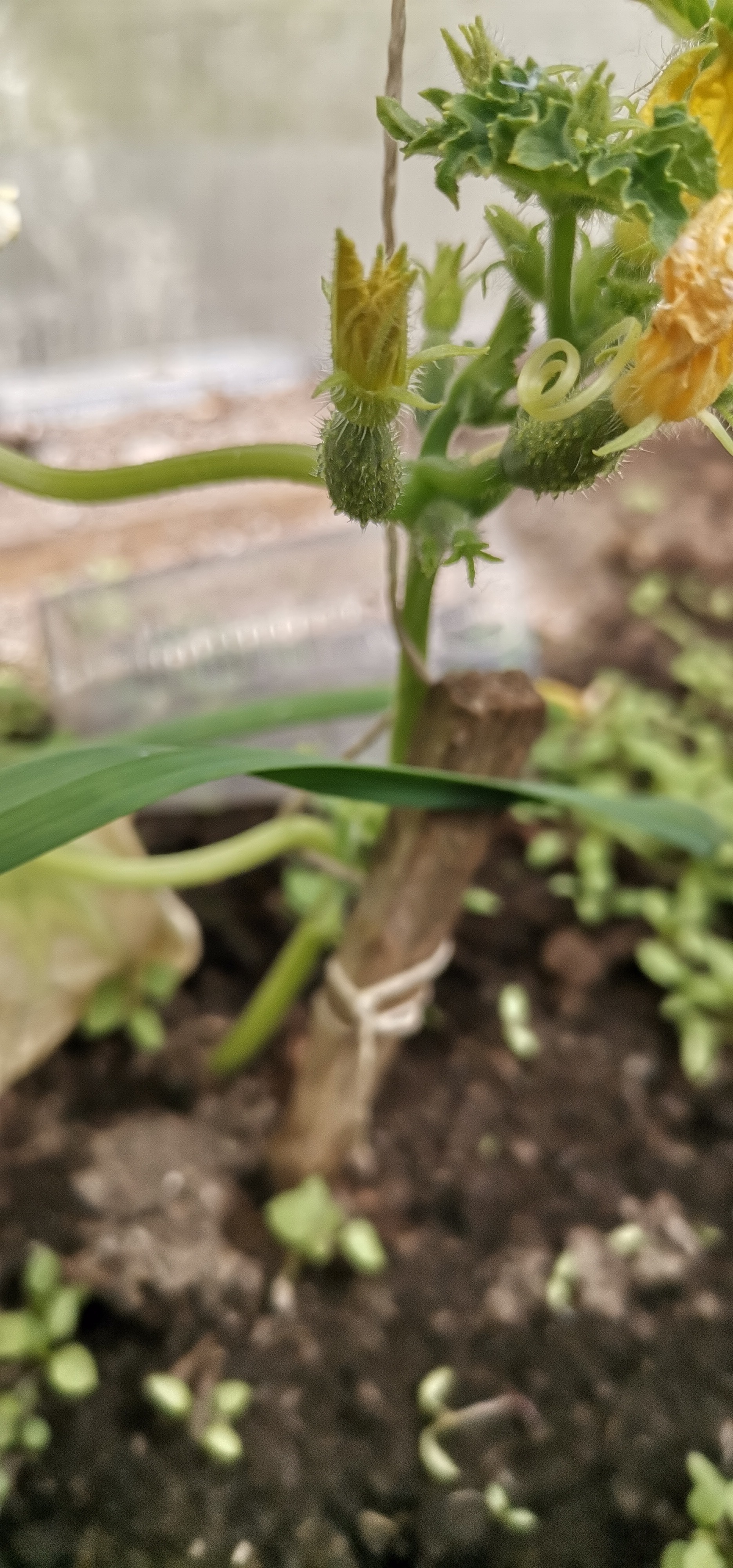 Cucumbers started to grow - My, Cucumbers, Greenhouse, Longpost