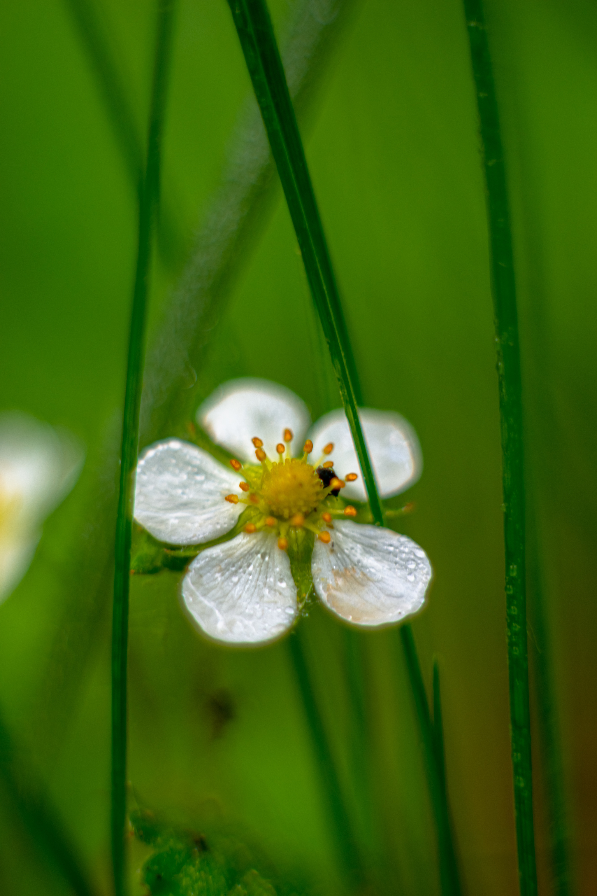 Actually another charge of macro photos taken on Sony a99i, macro rings and a Sigma 28-70 f2.8 EX lens - My, Macro photography, Good league, The photo, Photographer, League of Artists, Flowers, Beginning photographer, Photo processing, , Sony, beauty, Longpost