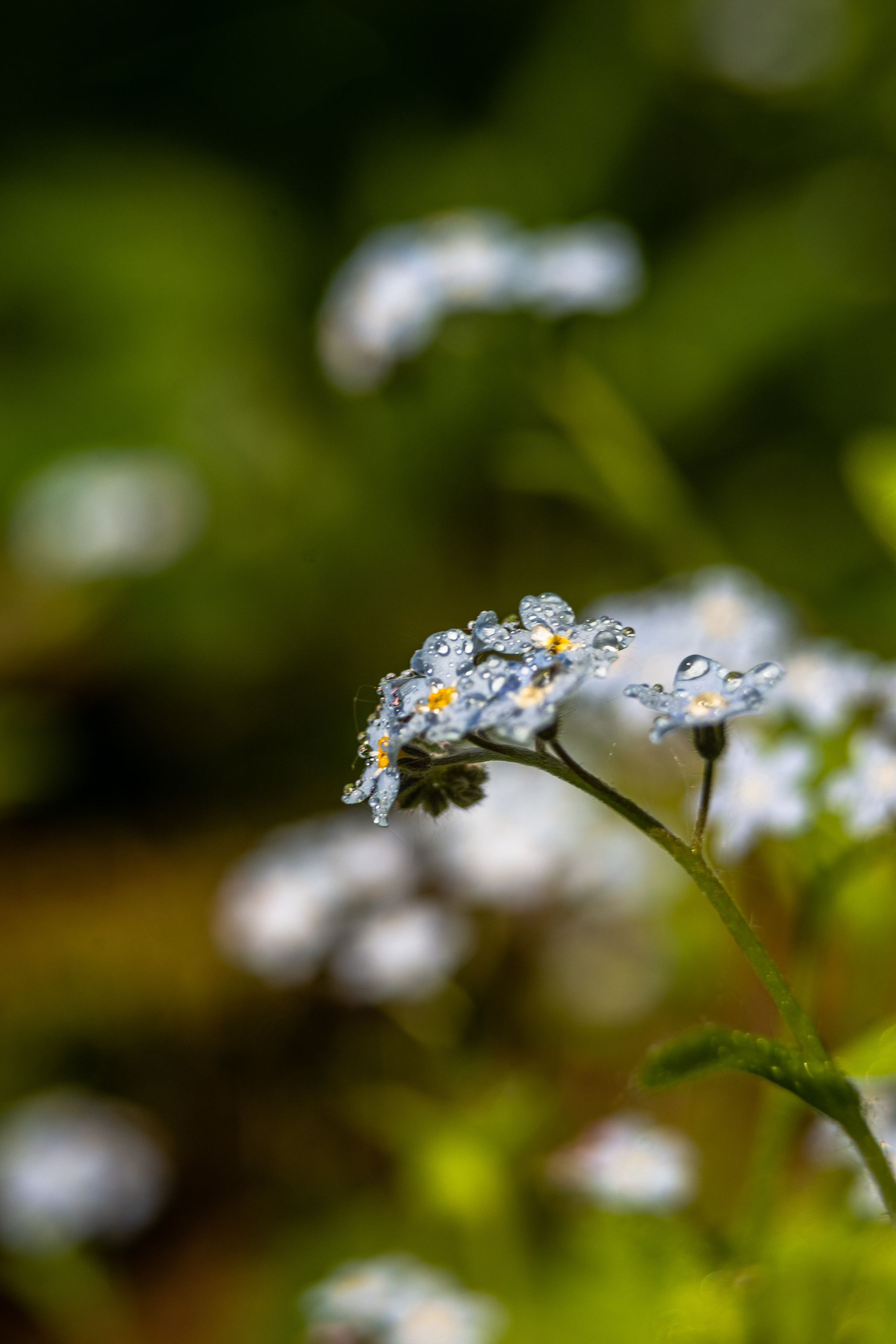 Actually another charge of macro photos taken on Sony a99i, macro rings and a Sigma 28-70 f2.8 EX lens - My, Macro photography, Good league, The photo, Photographer, League of Artists, Flowers, Beginning photographer, Photo processing, , Sony, beauty, Longpost