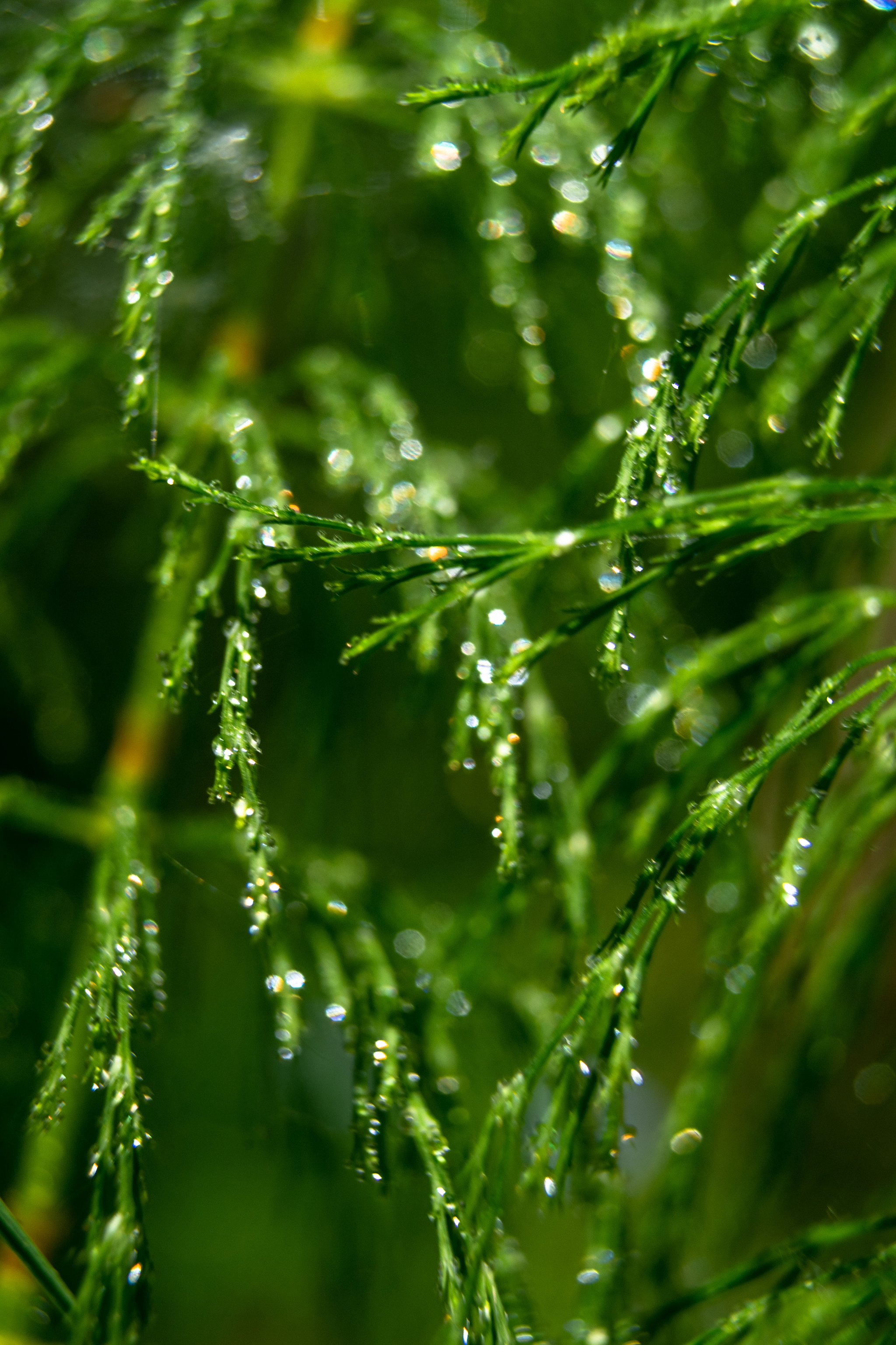 Actually another charge of macro photos taken on Sony a99i, macro rings and a Sigma 28-70 f2.8 EX lens - My, Macro photography, Good league, The photo, Photographer, League of Artists, Flowers, Beginning photographer, Photo processing, , Sony, beauty, Longpost