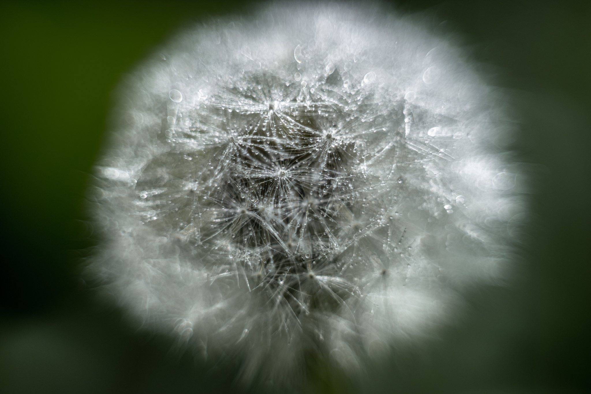 Actually another charge of macro photos taken on Sony a99i, macro rings and a Sigma 28-70 f2.8 EX lens - My, Macro photography, Good league, The photo, Photographer, League of Artists, Flowers, Beginning photographer, Photo processing, , Sony, beauty, Longpost