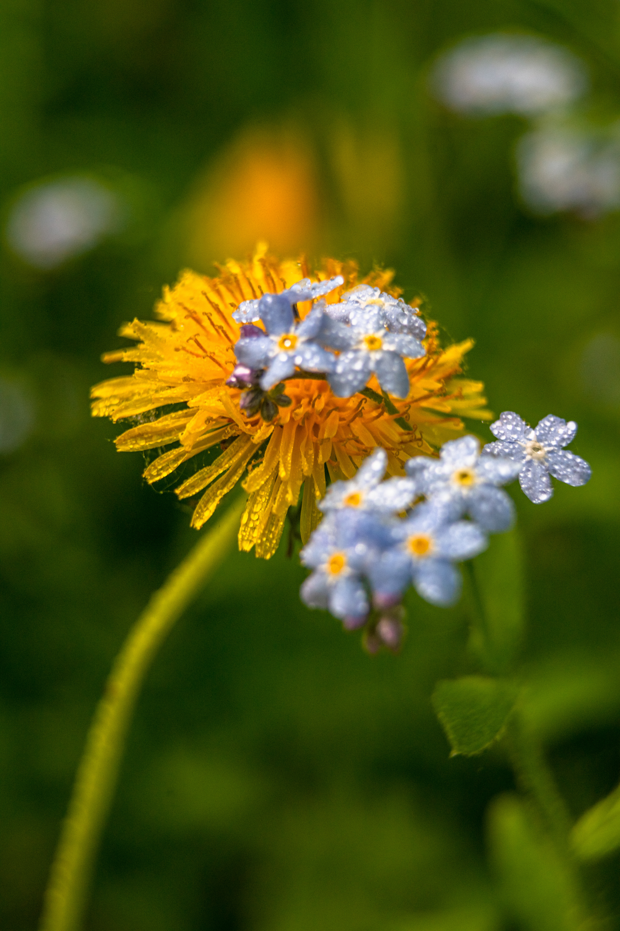 Actually another charge of macro photos taken on Sony a99i, macro rings and a Sigma 28-70 f2.8 EX lens - My, Macro photography, Good league, The photo, Photographer, League of Artists, Flowers, Beginning photographer, Photo processing, , Sony, beauty, Longpost