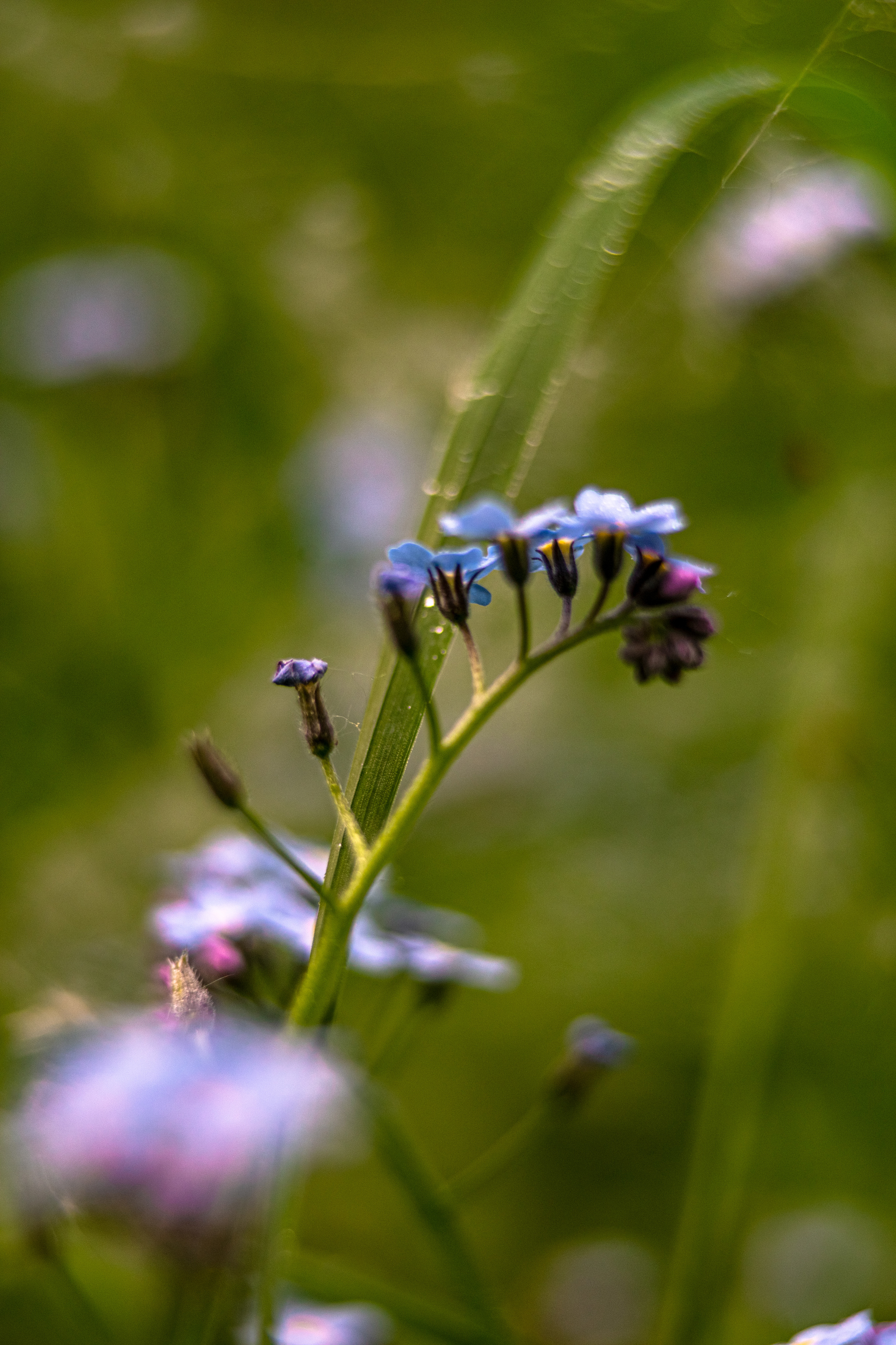 Actually another charge of macro photos taken on Sony a99i, macro rings and a Sigma 28-70 f2.8 EX lens - My, Macro photography, Good league, The photo, Photographer, League of Artists, Flowers, Beginning photographer, Photo processing, , Sony, beauty, Longpost