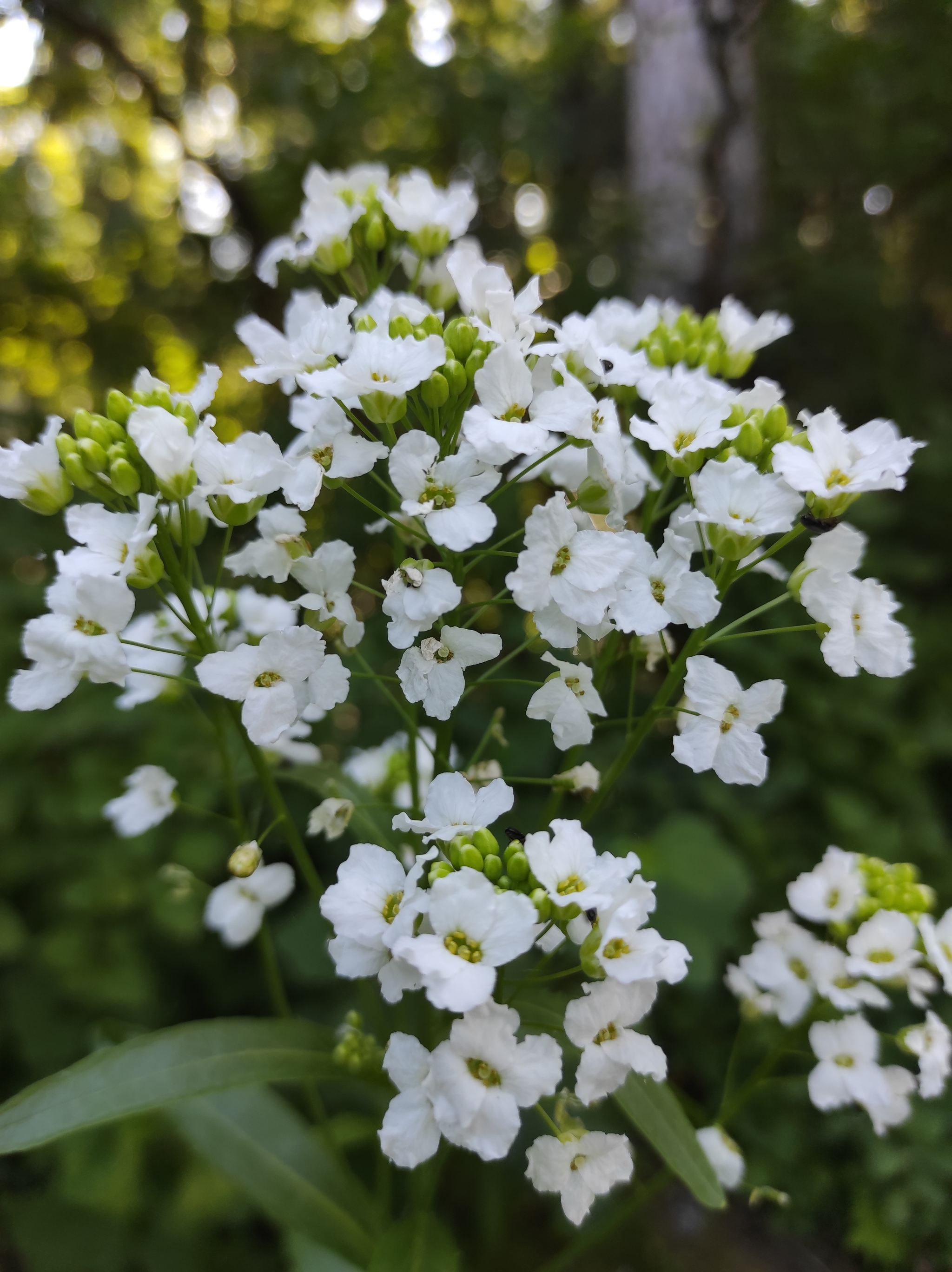 Blooming horseradish - My, Mobile photography, Horseradish, Nature, Longpost