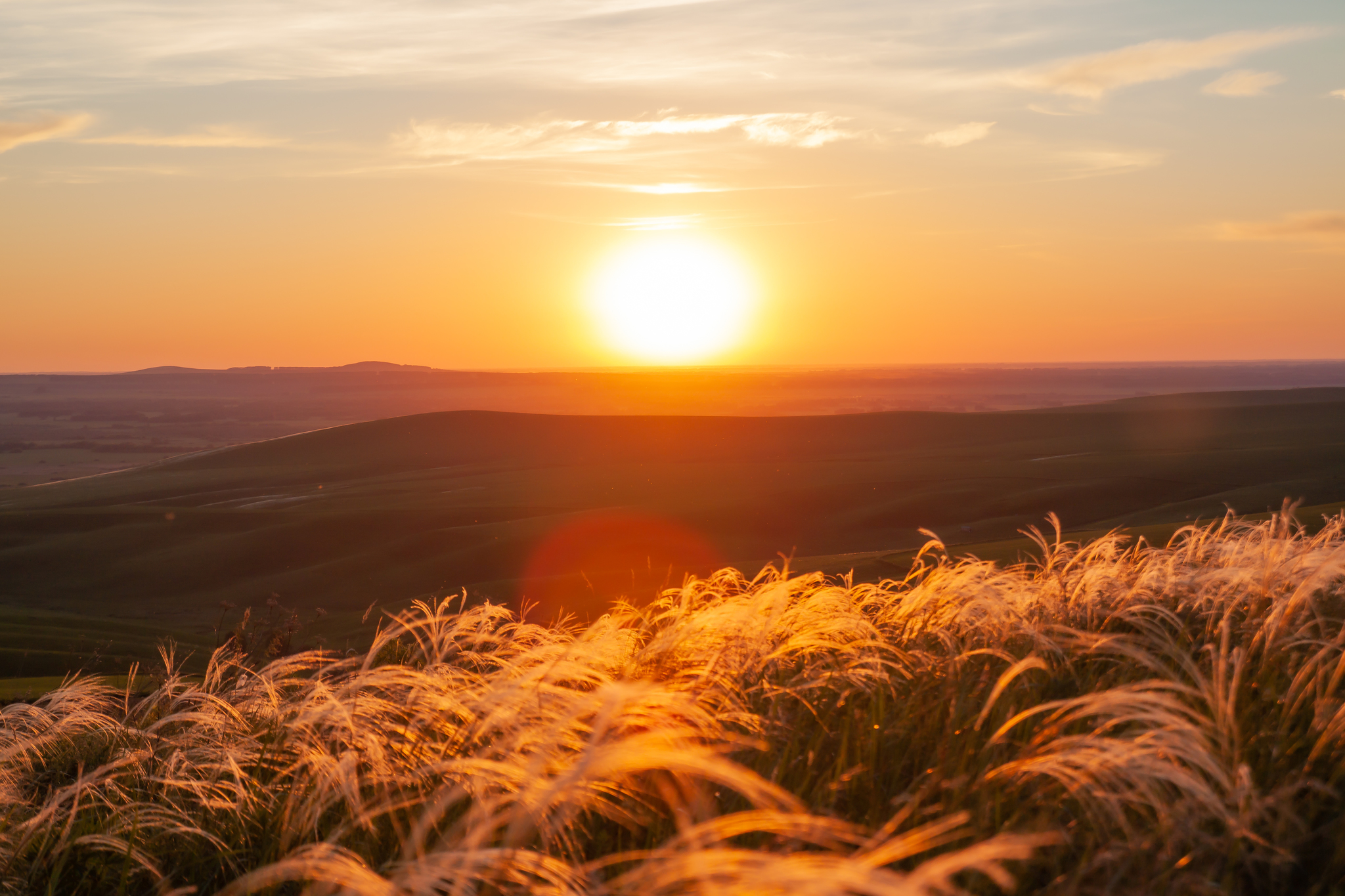 sunset on the plain - My, Sunset, Landscape, Canon, The photo, Feather grass, Siberia, Longpost