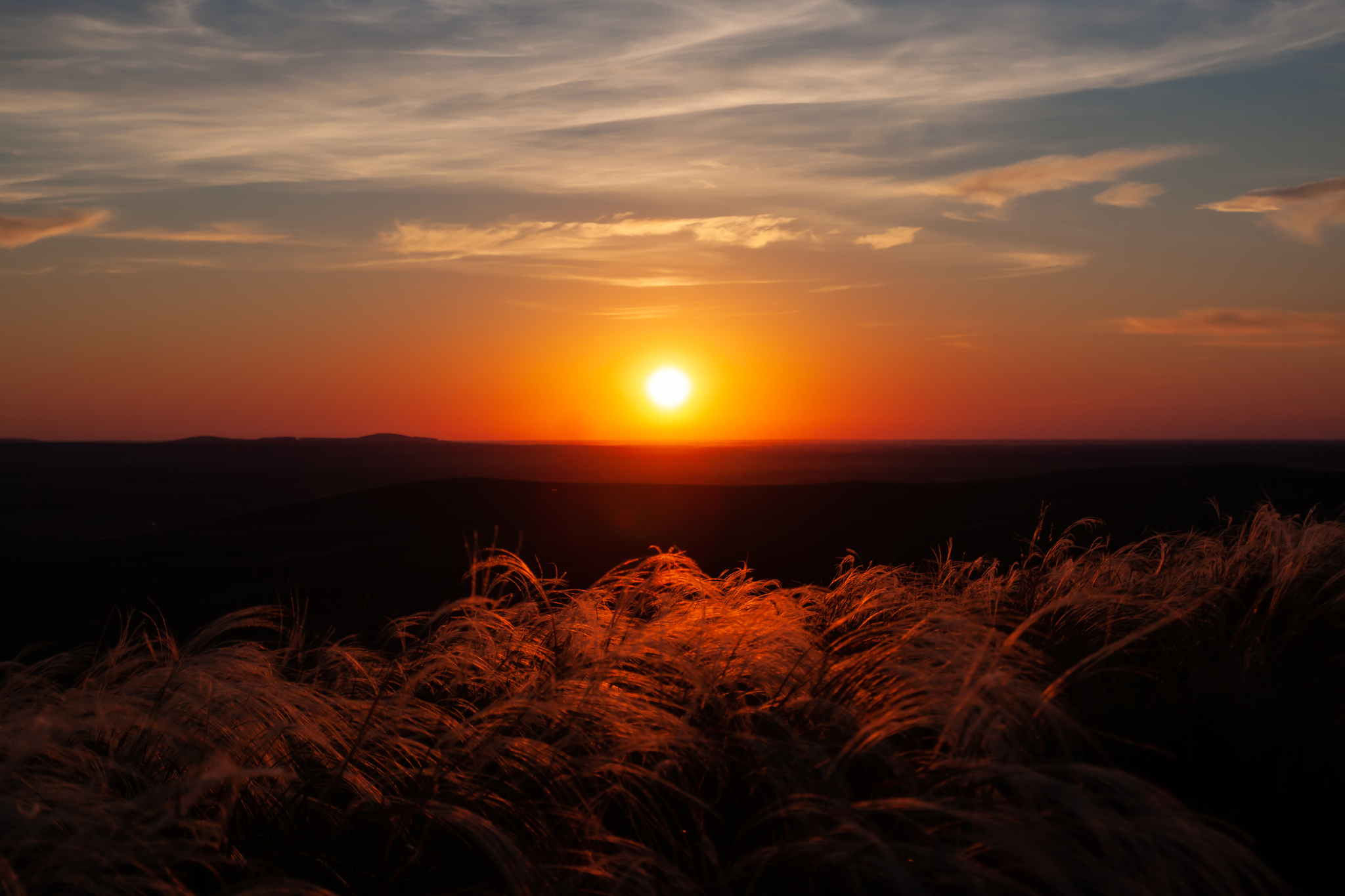 sunset on the plain - My, Sunset, Landscape, Canon, The photo, Feather grass, Siberia, Longpost