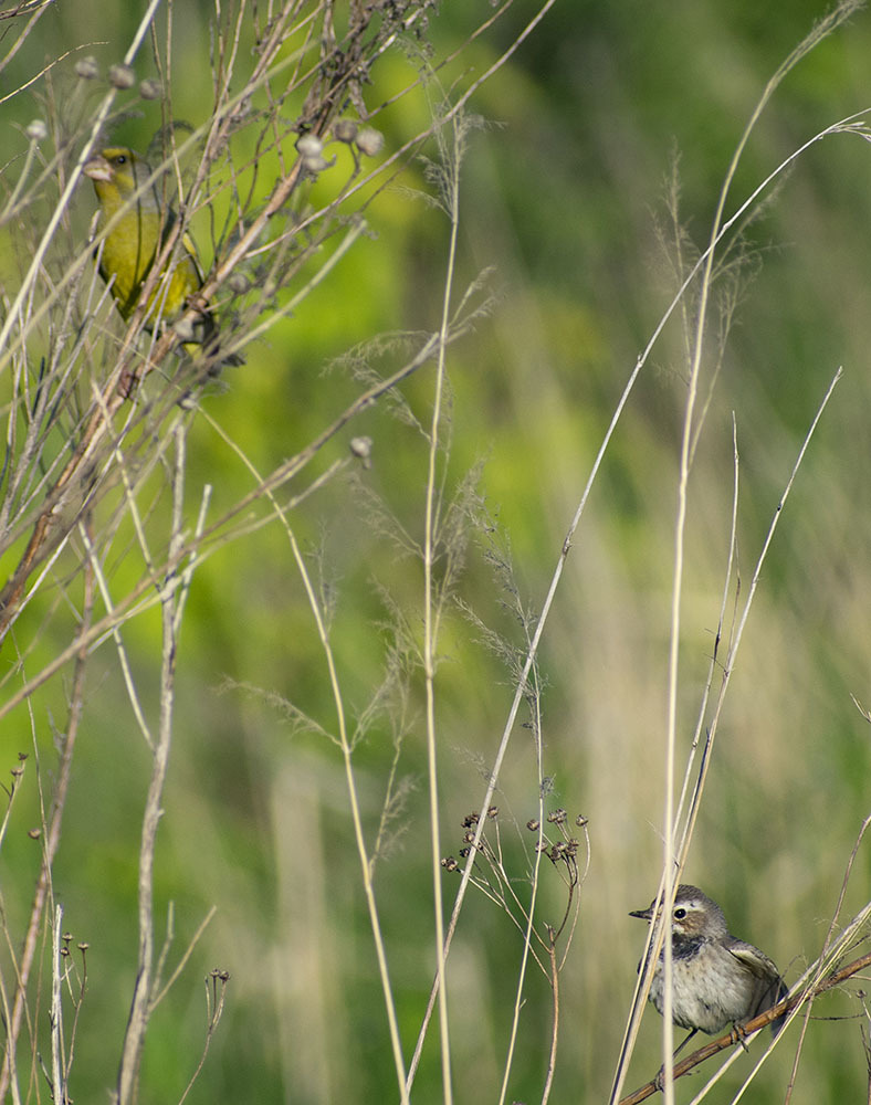 Chronicles of Klyazma, some part - My, Klyazma, River, Birds, Nature, wildlife, The nature of Russia, Schelkovo, Summer, , Hobby, The photo, Video, Longpost