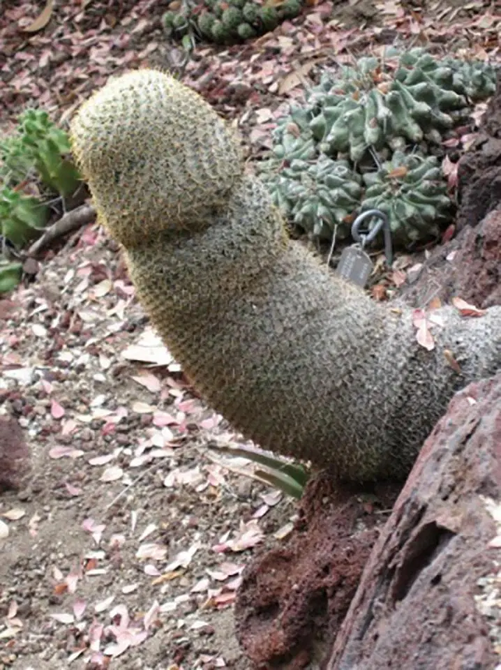 The strength of the earth - Land, Element, Plants, Nature, beauty of nature, Cactus, Longpost