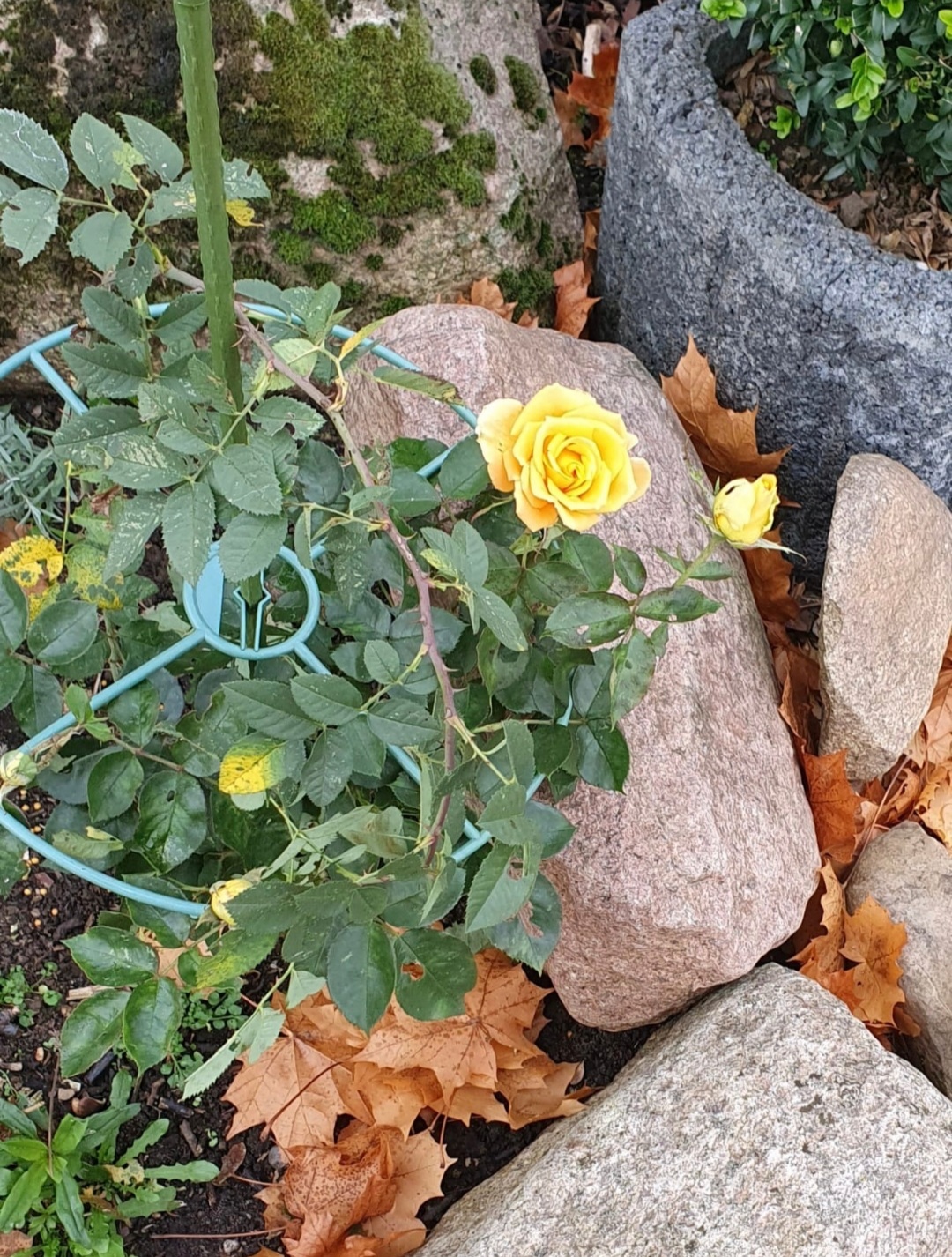 Question for botanists - My, the Rose, Flowers, Garden, Question, Longpost